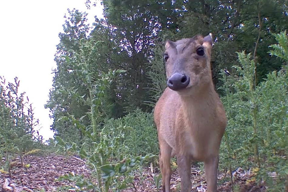 Deer are being deterred from railway lines by a system which harnesses artificial intelligence (LNER/PA)