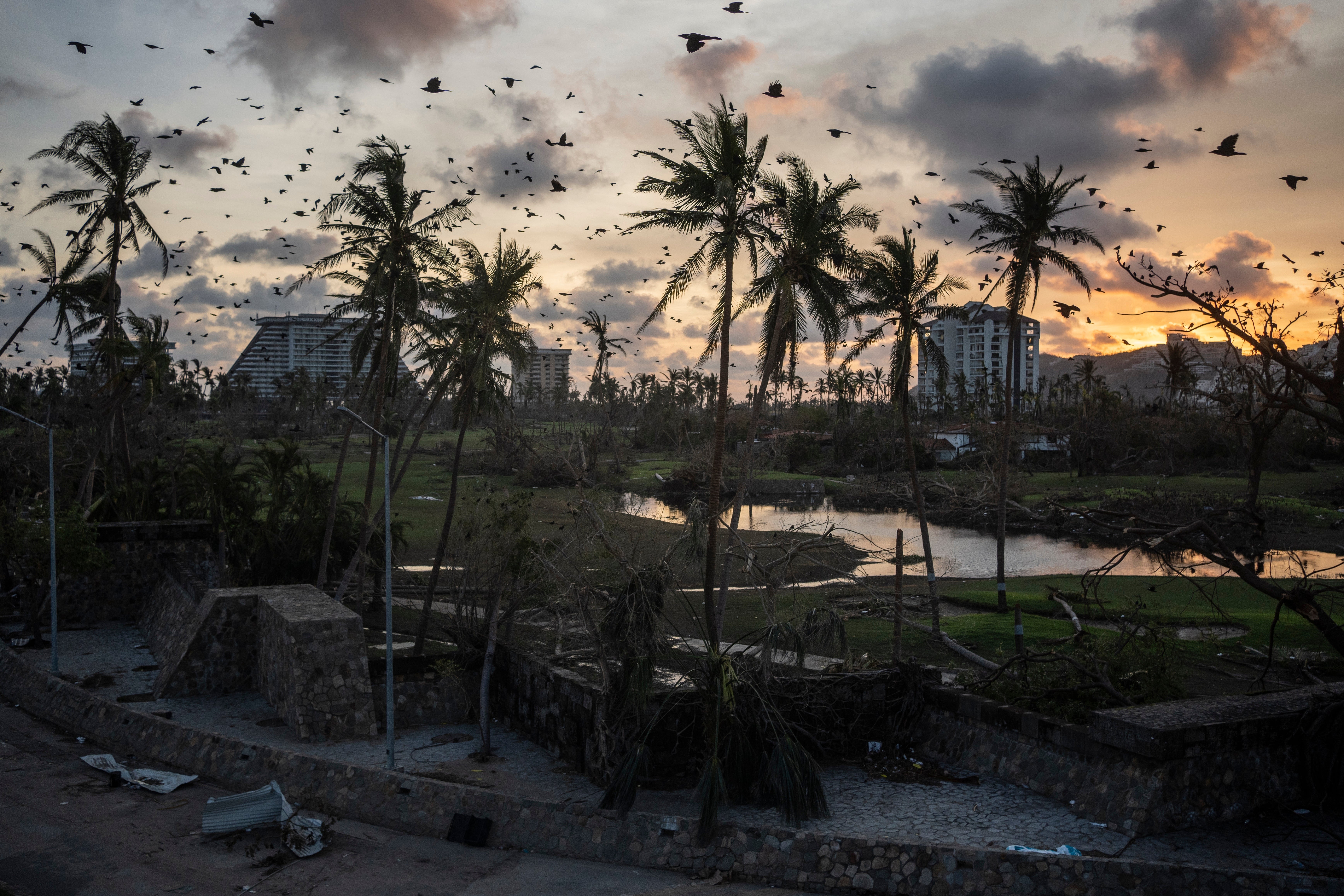 Birds fly over debris in the aftermath of Hurricane Otis in October