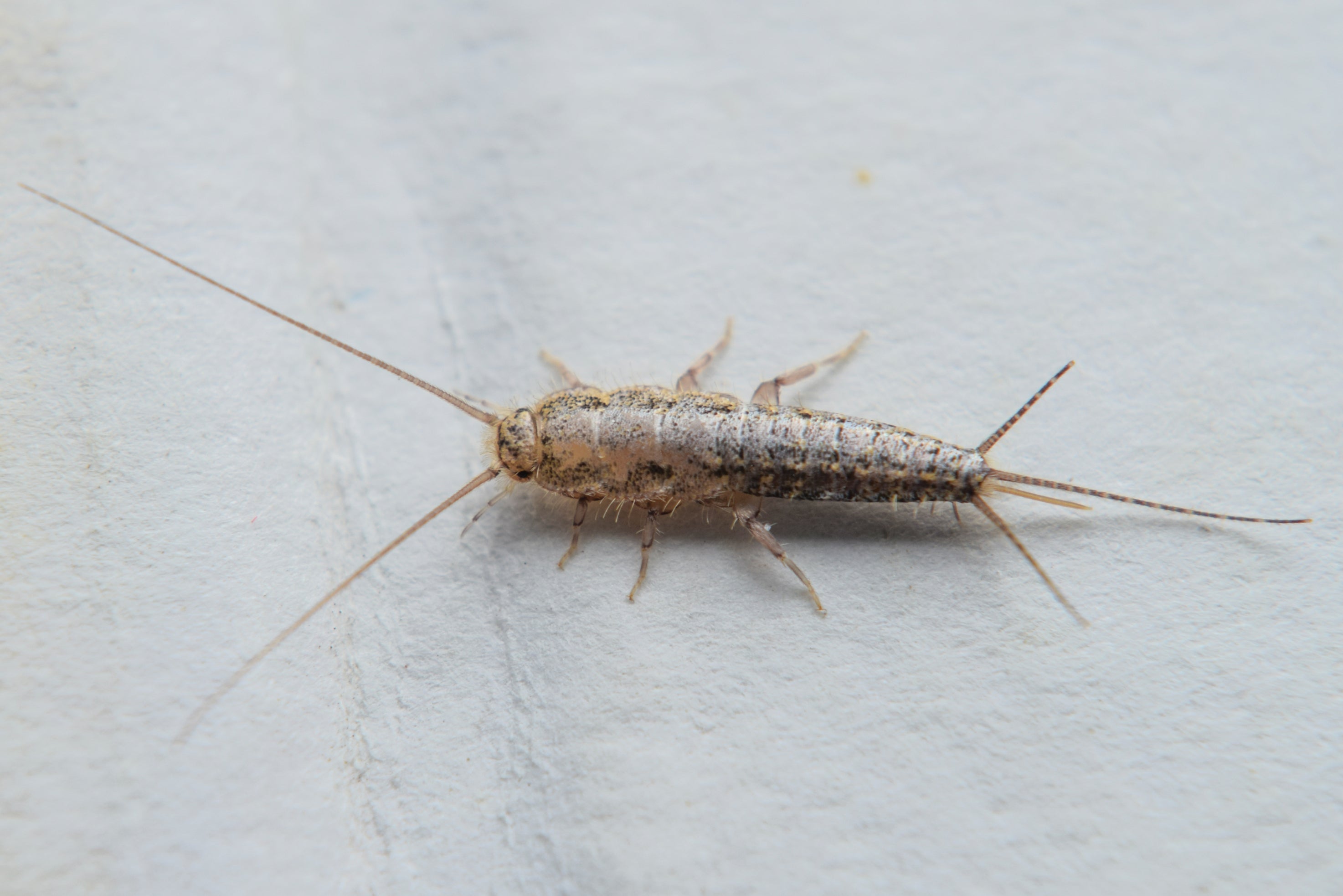 Silverfish are metallic, silvery bugs that thrive in damp conditions