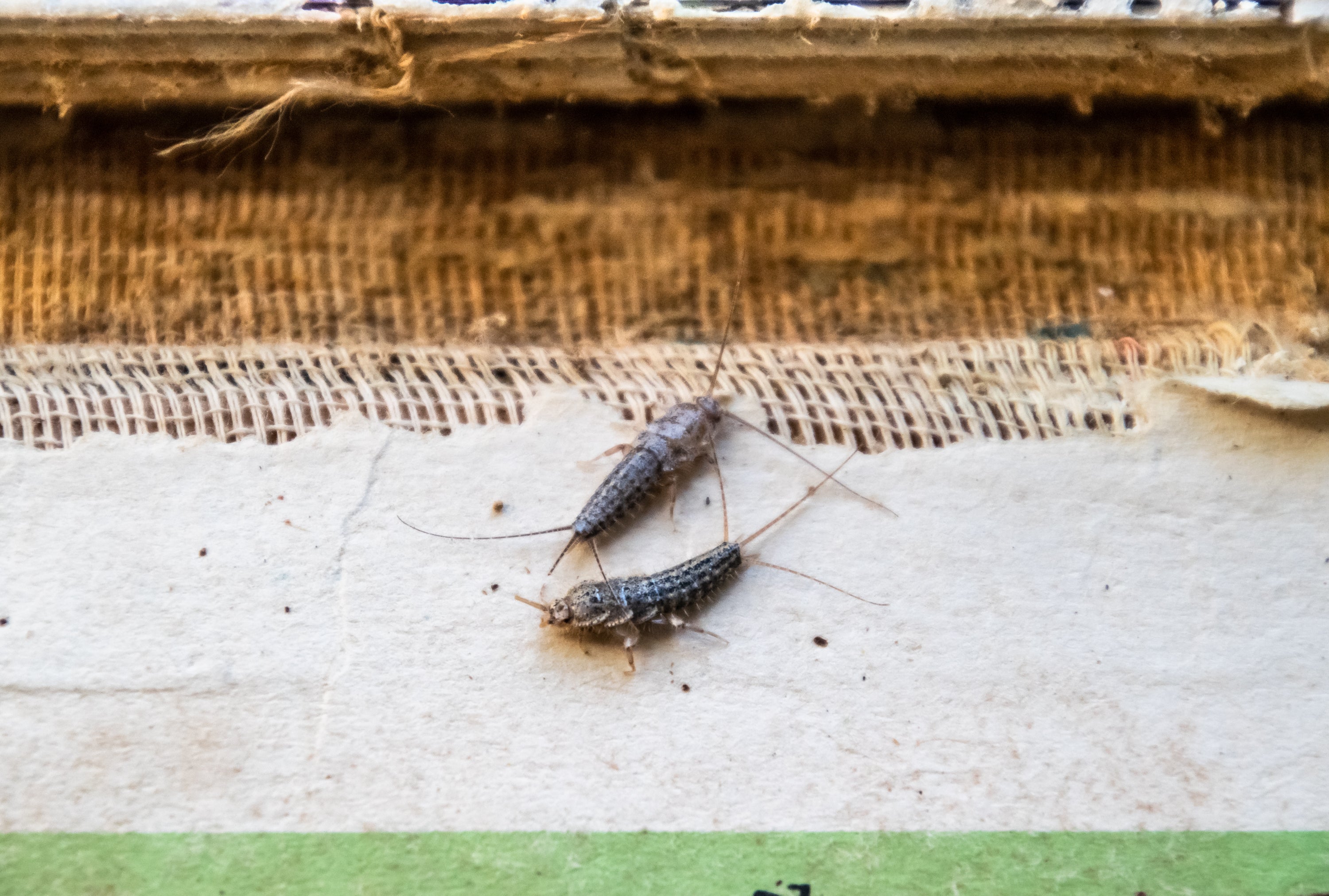 Silverfish thermobia near the binding of an old book. Insect feeding on paper