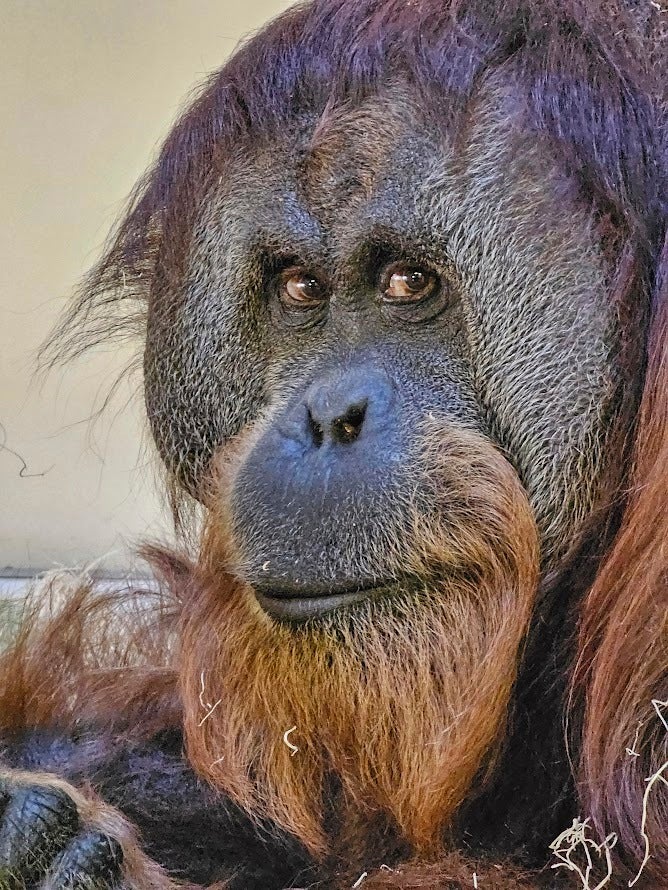 Maury Povich Denver Zoo