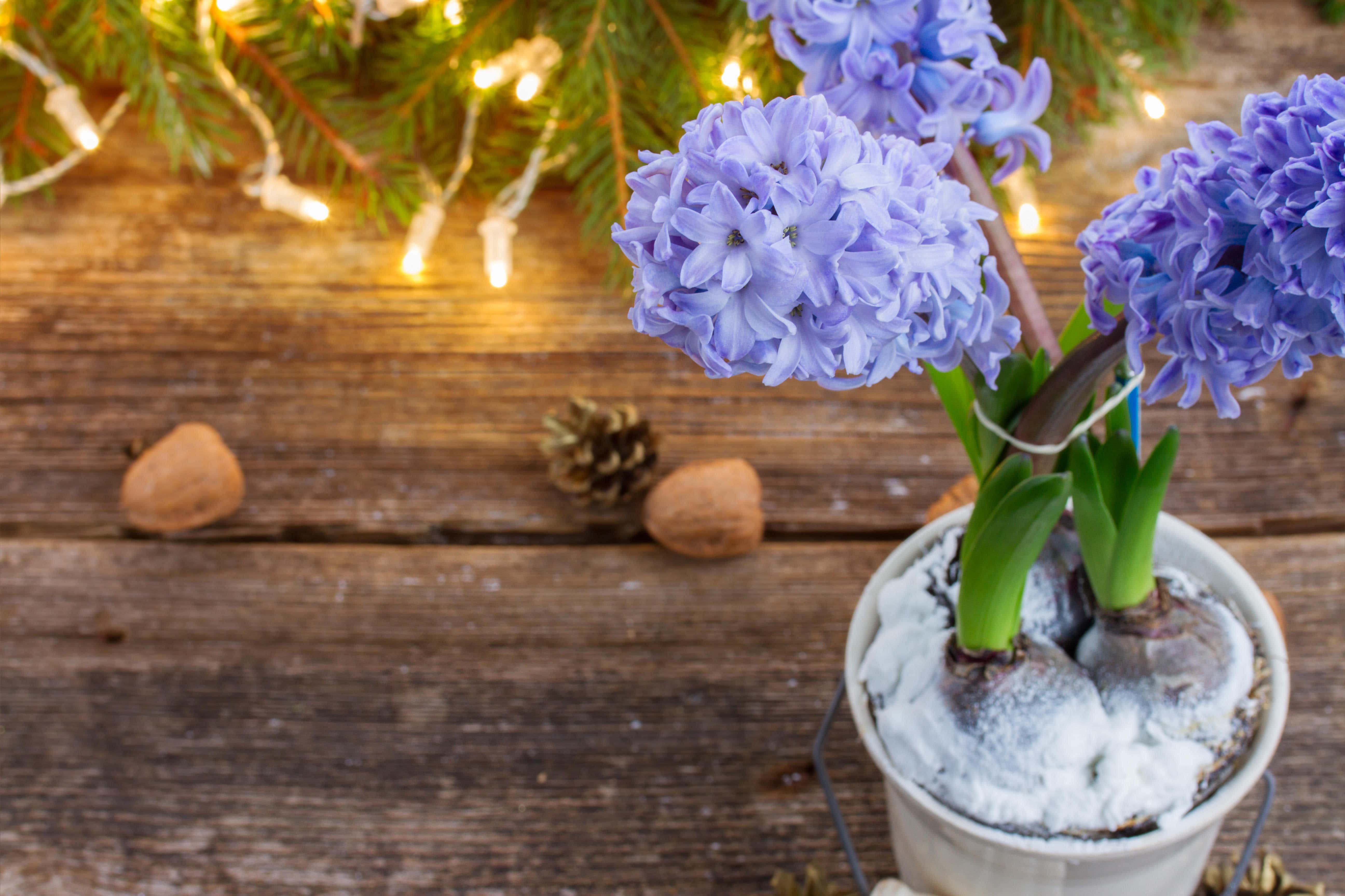 Indoor hyacinths