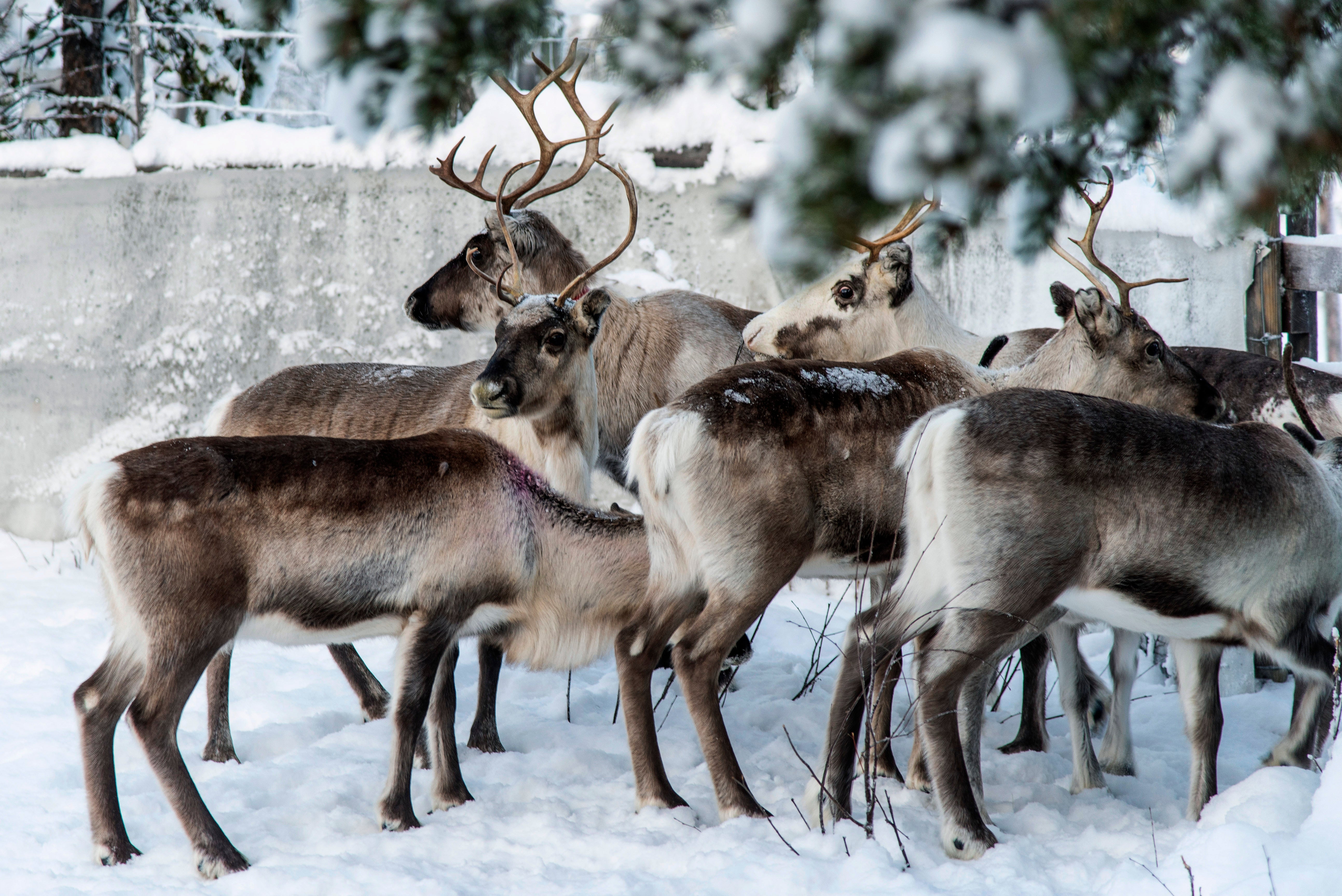 Reindeer Finding Food