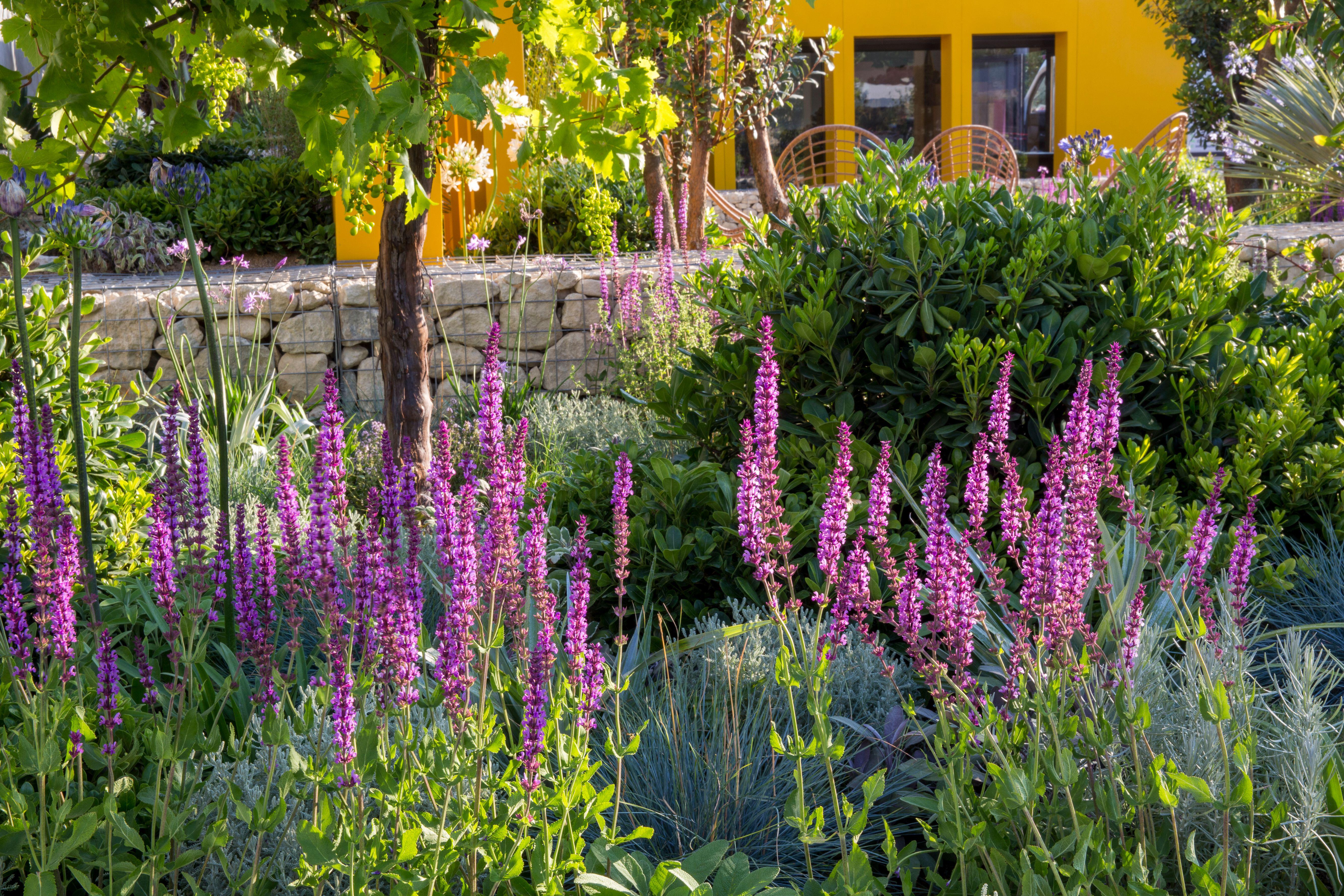 A Mediterranean-style garden