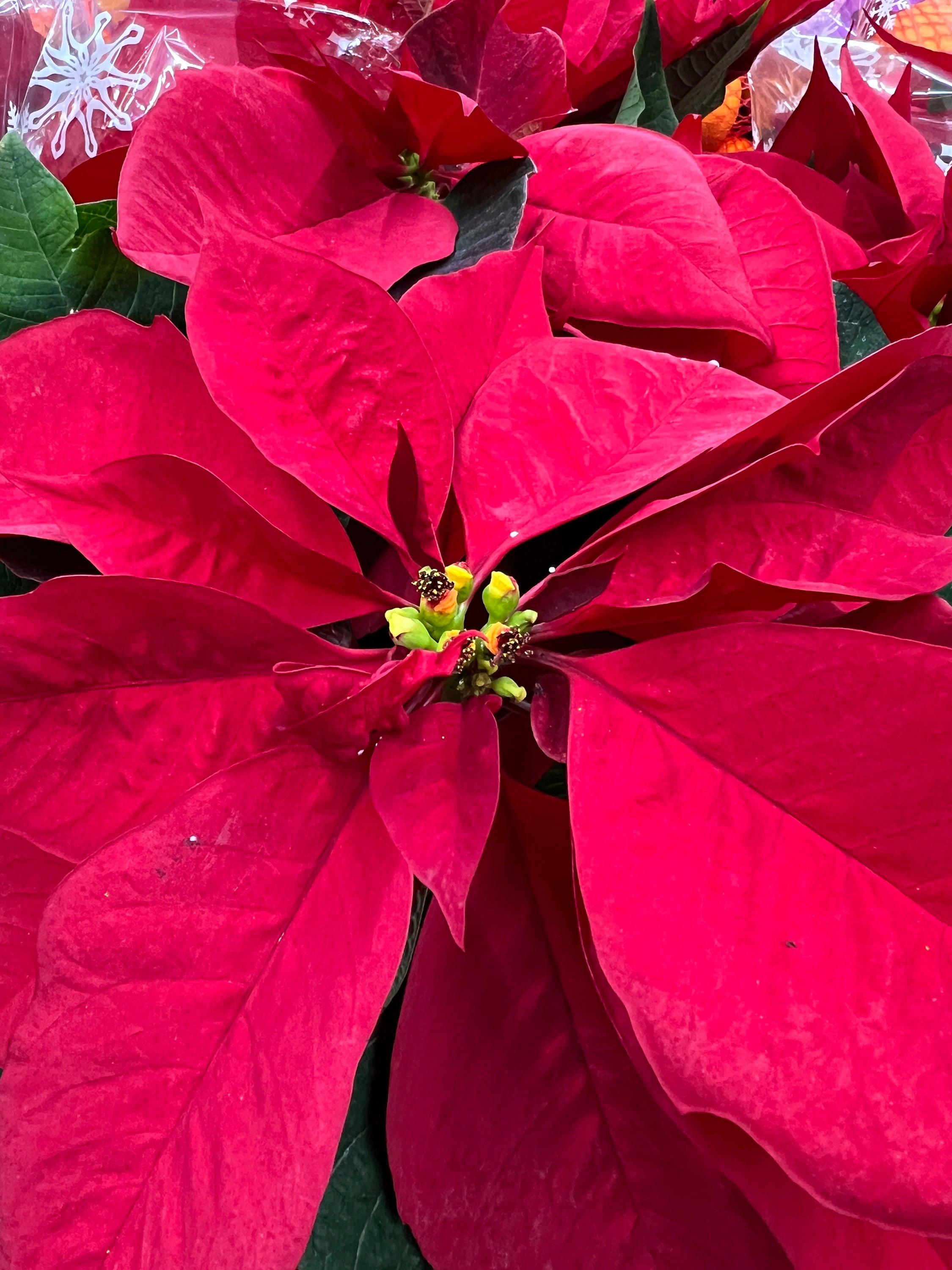 Gardening - Poinsettias