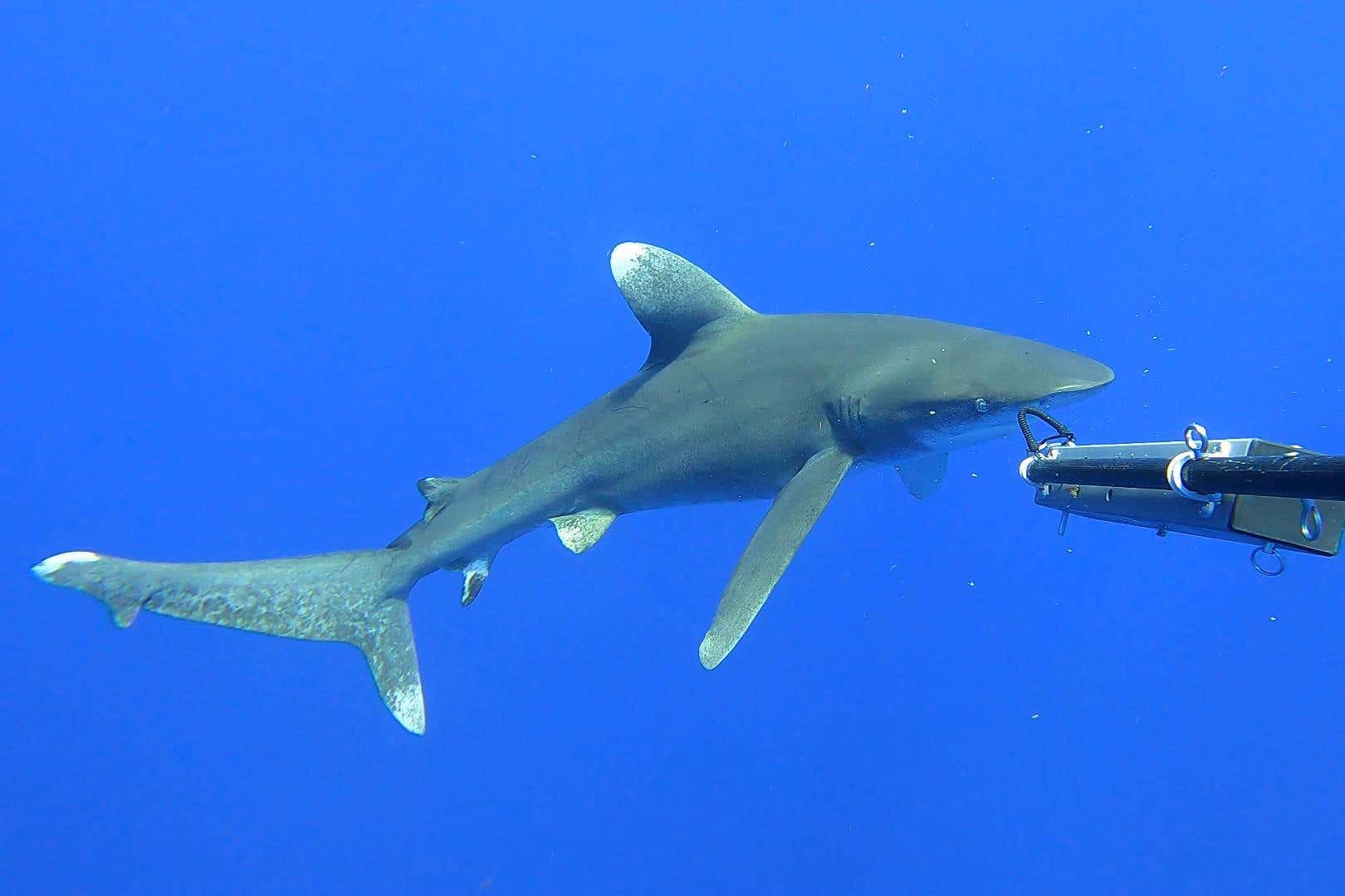 The shark is critically endangered after 60 years of sharp decline (Blue Abacus/Blue Belt Programme/PA)