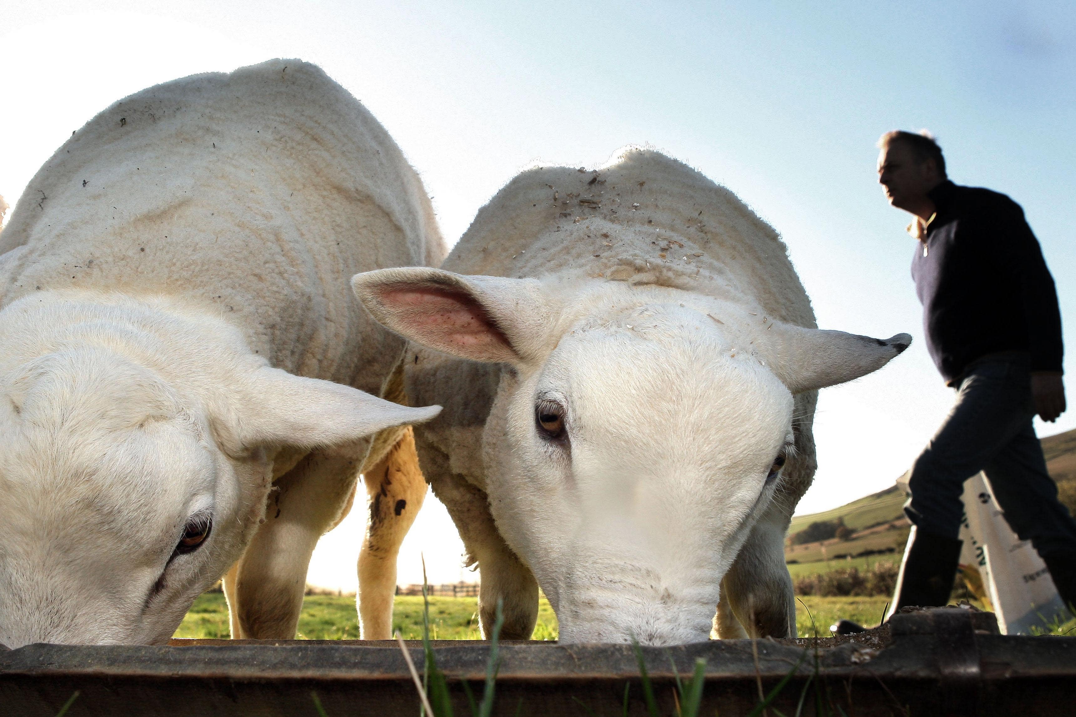 Some 42,400 sheep were culled, a file showed (PA)