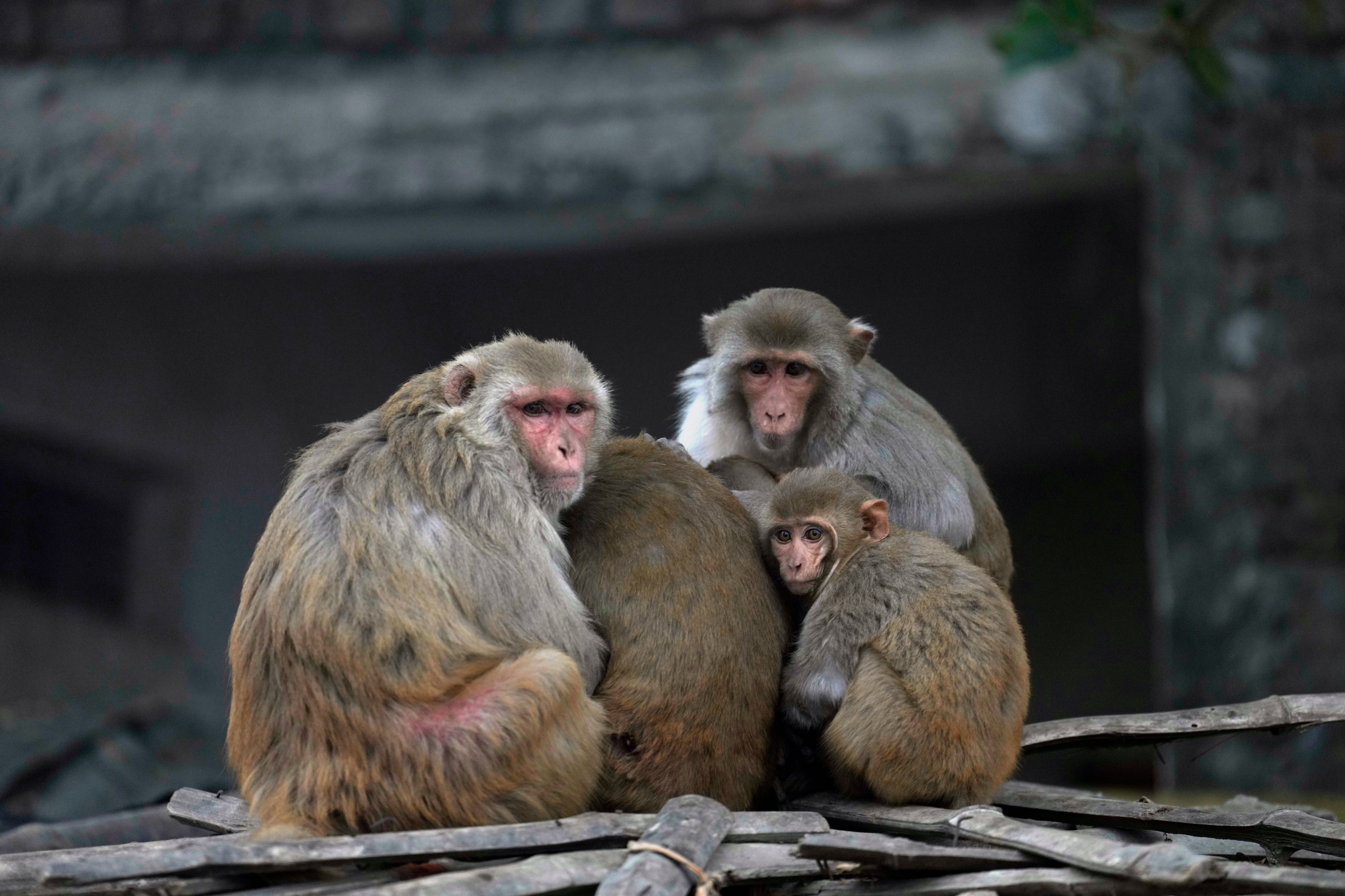 A group of macaques huddle together on a cold morning in Ayodhya, India, Friday, Dec. 29, 2023. (AP Photo/Rajesh Kumar Singh)