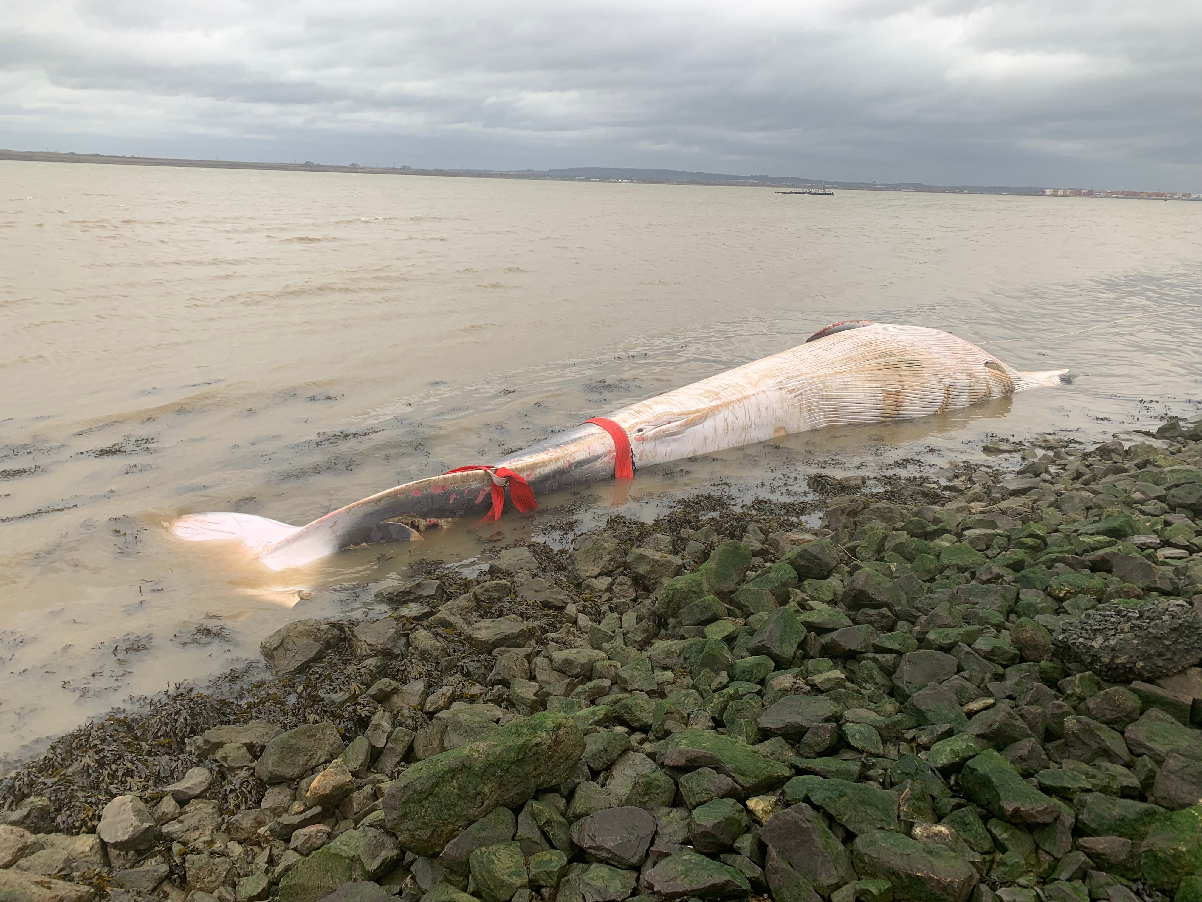 People have been advised to keep their distance from the fin whale