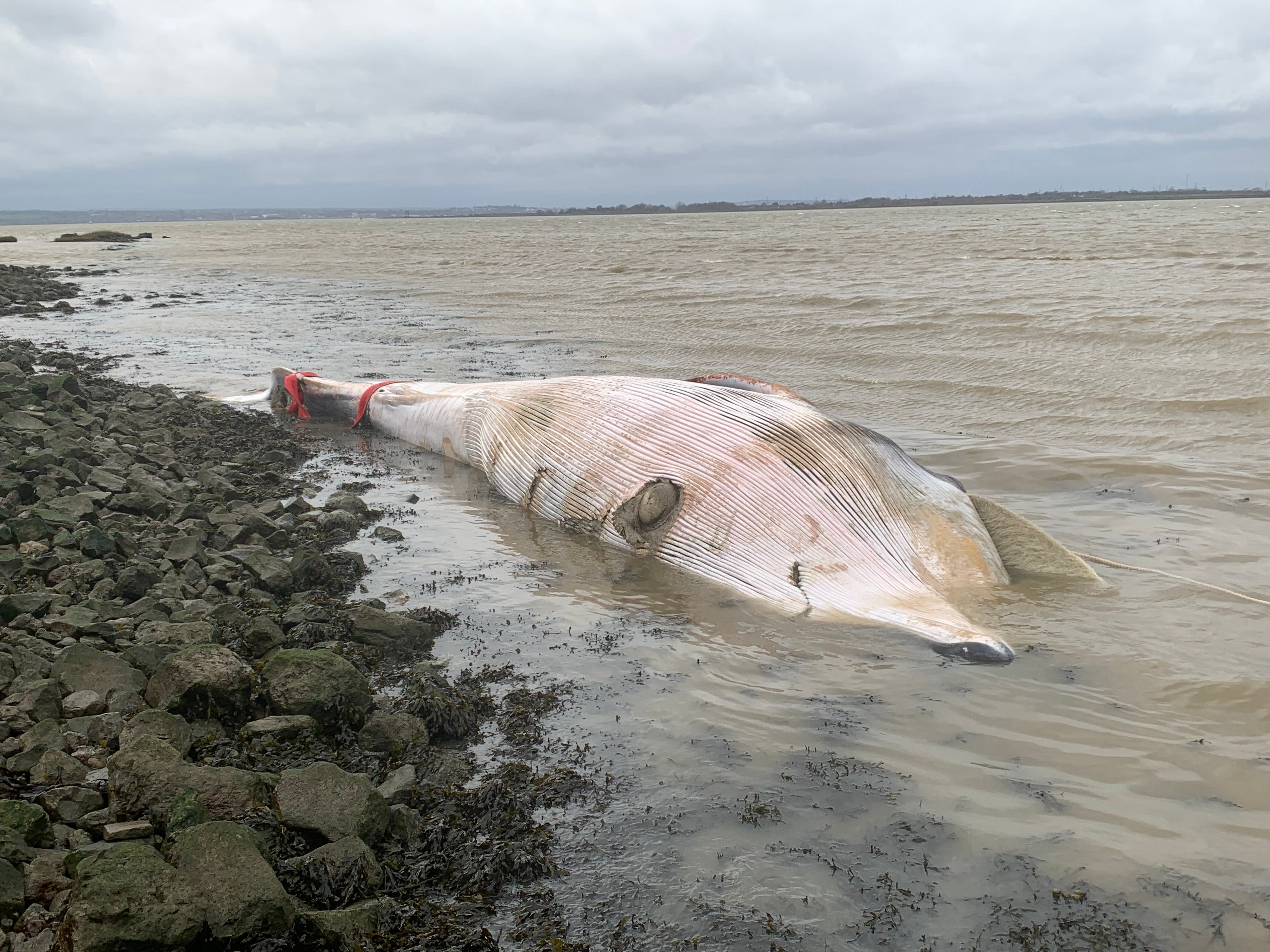 A juvenile female fin whale washed ashore in Cliffe