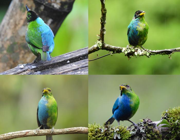 Photos of a bilaterally gynandromorphic Green Honeycreeper near Manizales, Colombia, 20 May 2022