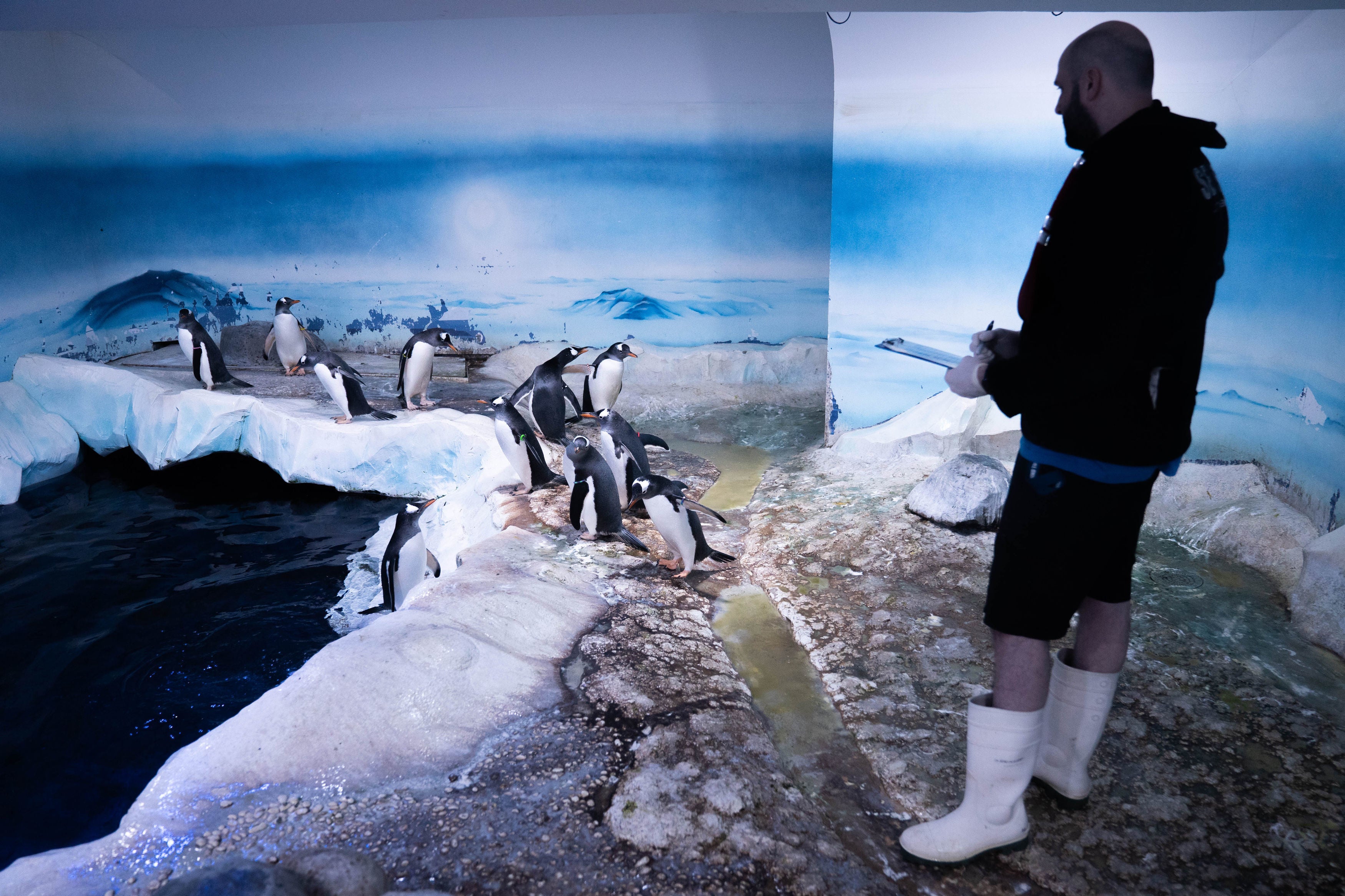 The London Sea Life Aquarium penguins being counted by a staff member in 2024