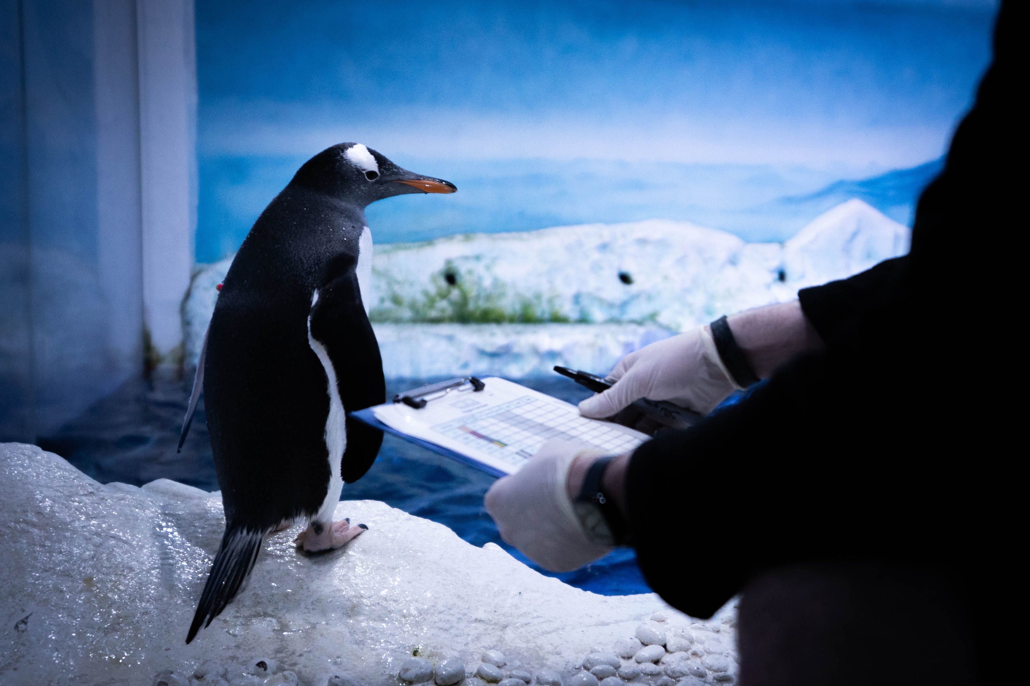 A gentoo penguin who lives at the London Sea Life Aquarium is checked by staff