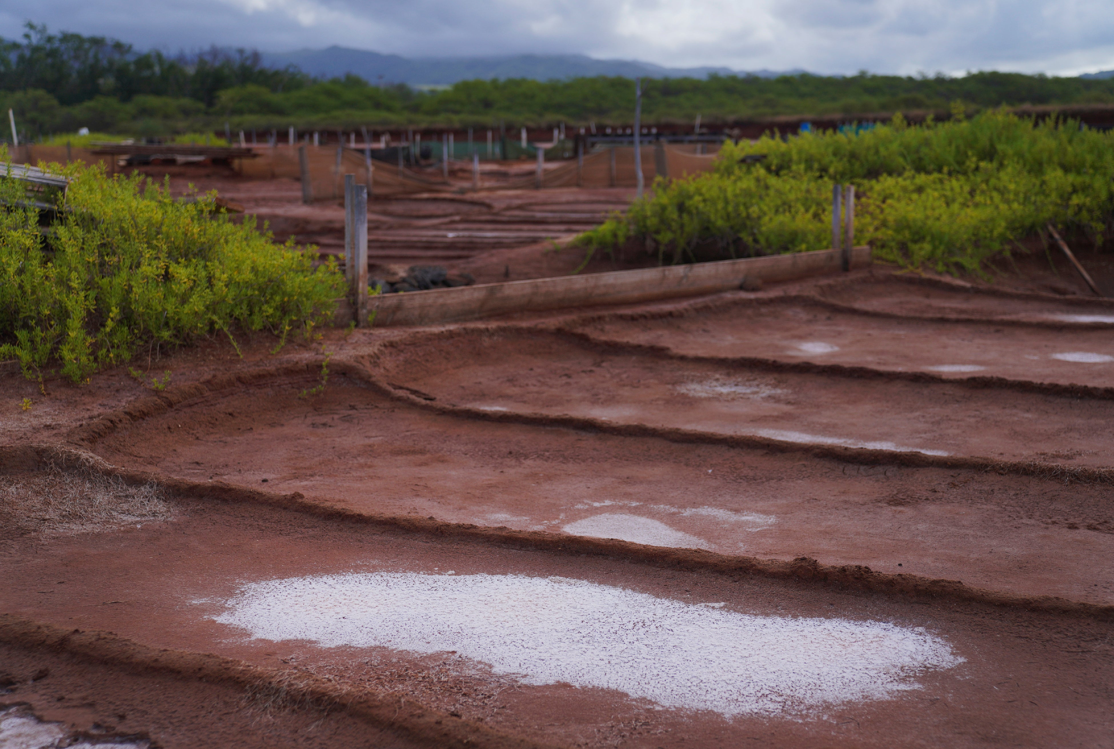 Native Hawaiian Salt Makers
