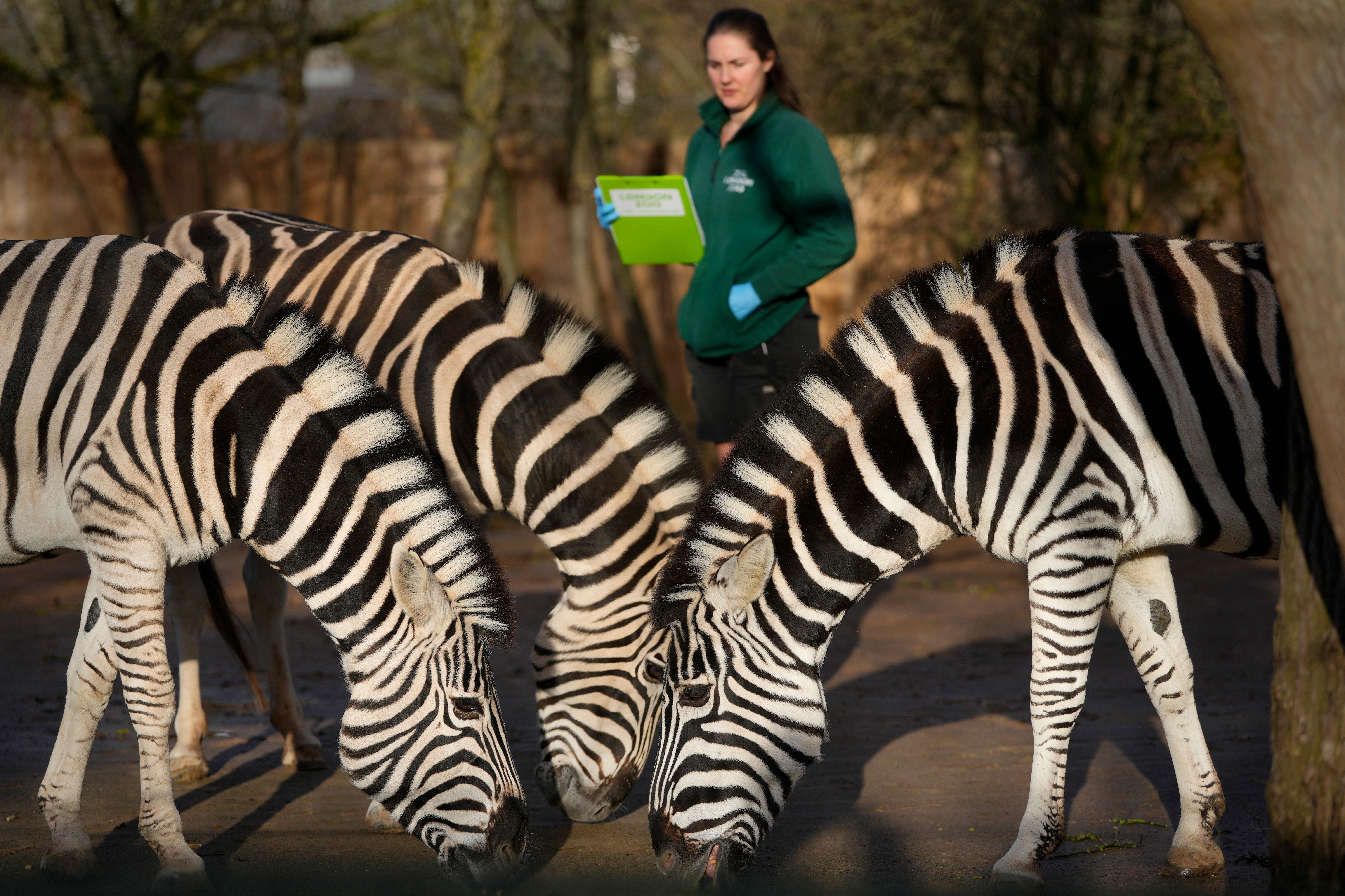 APTOPIX Britain Zoo Count