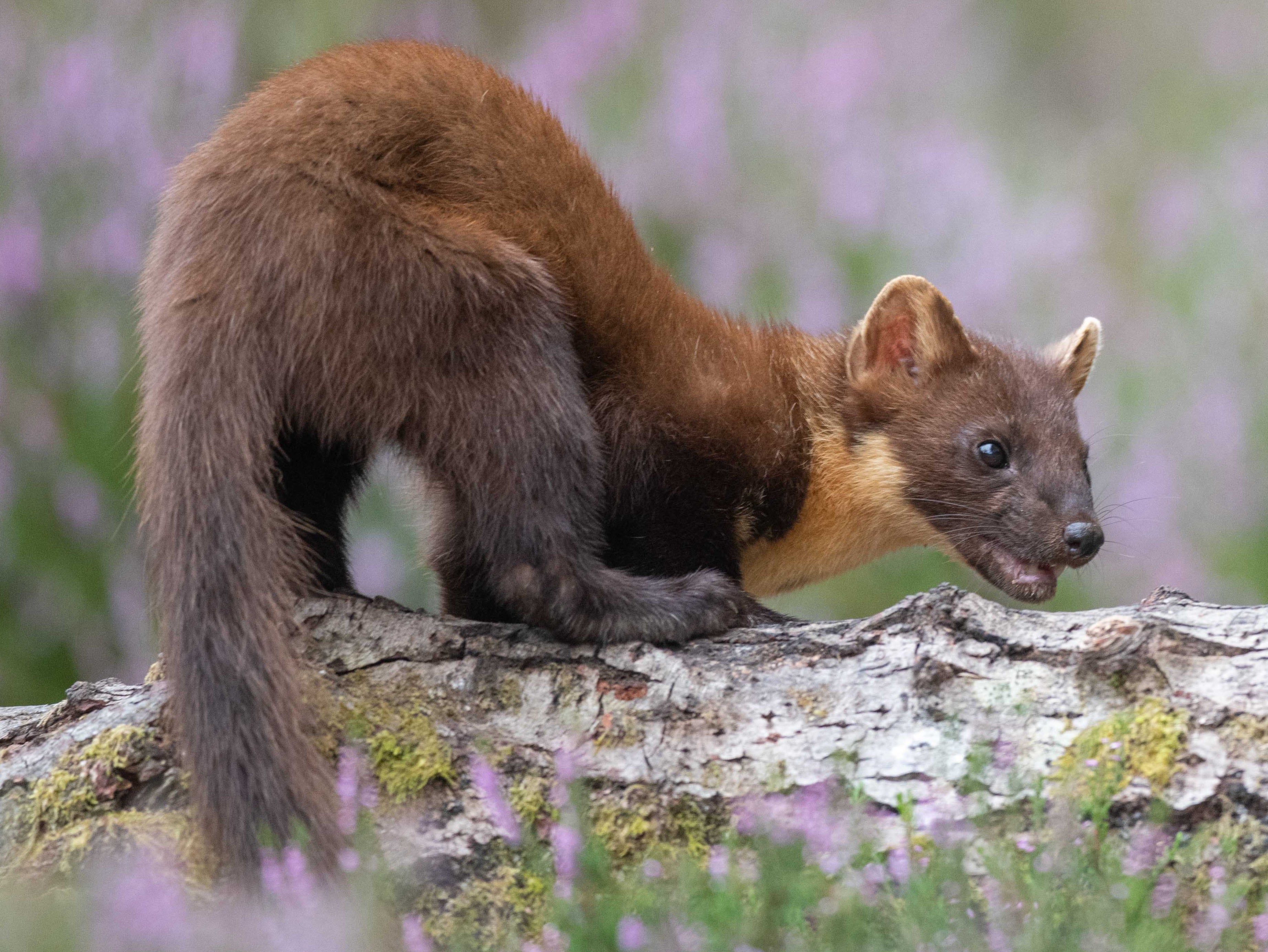 Ecologists want to work out the size of the population