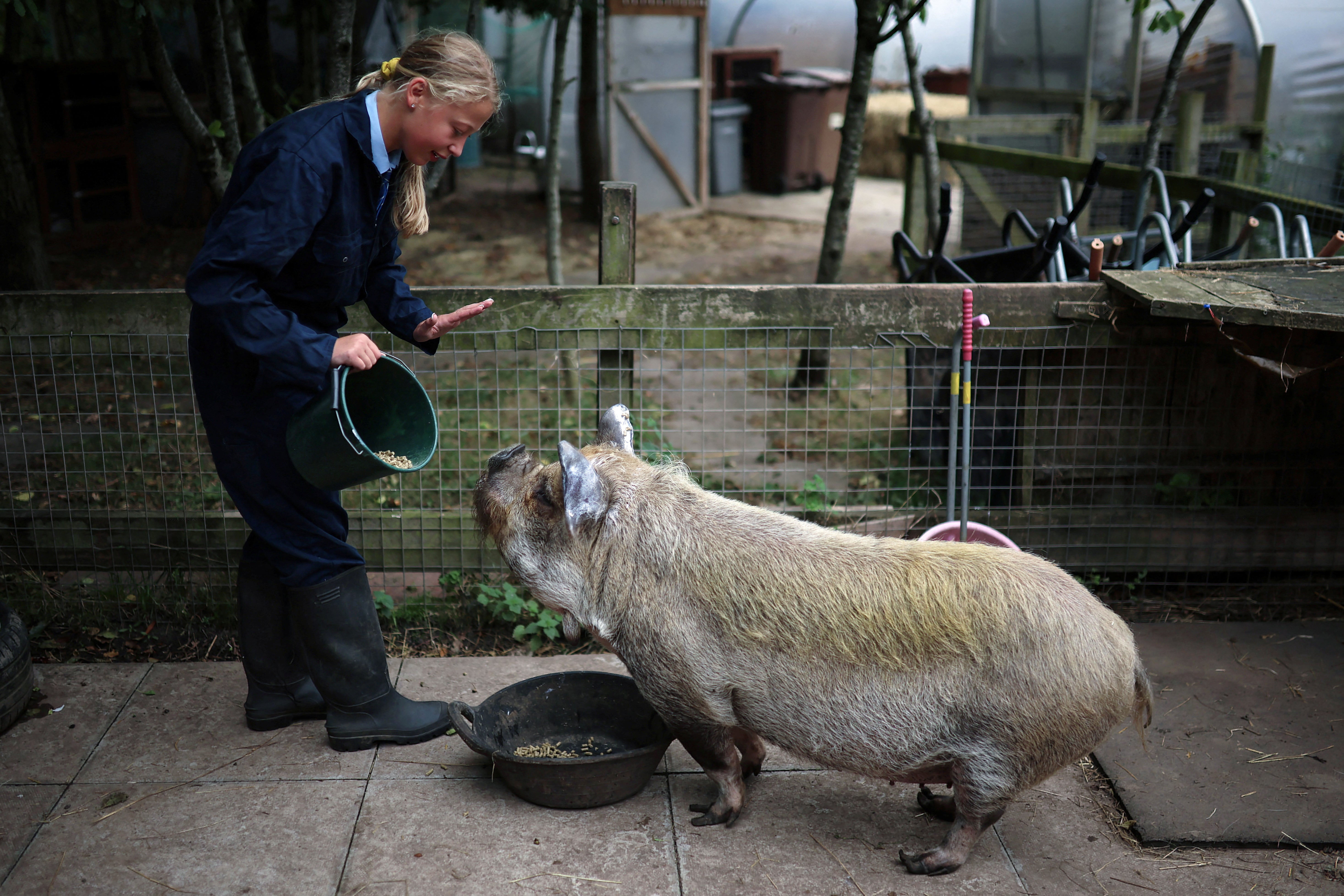 Ella-Rose gestures towards one of the school’s pigs as she feeds the animals on the farm