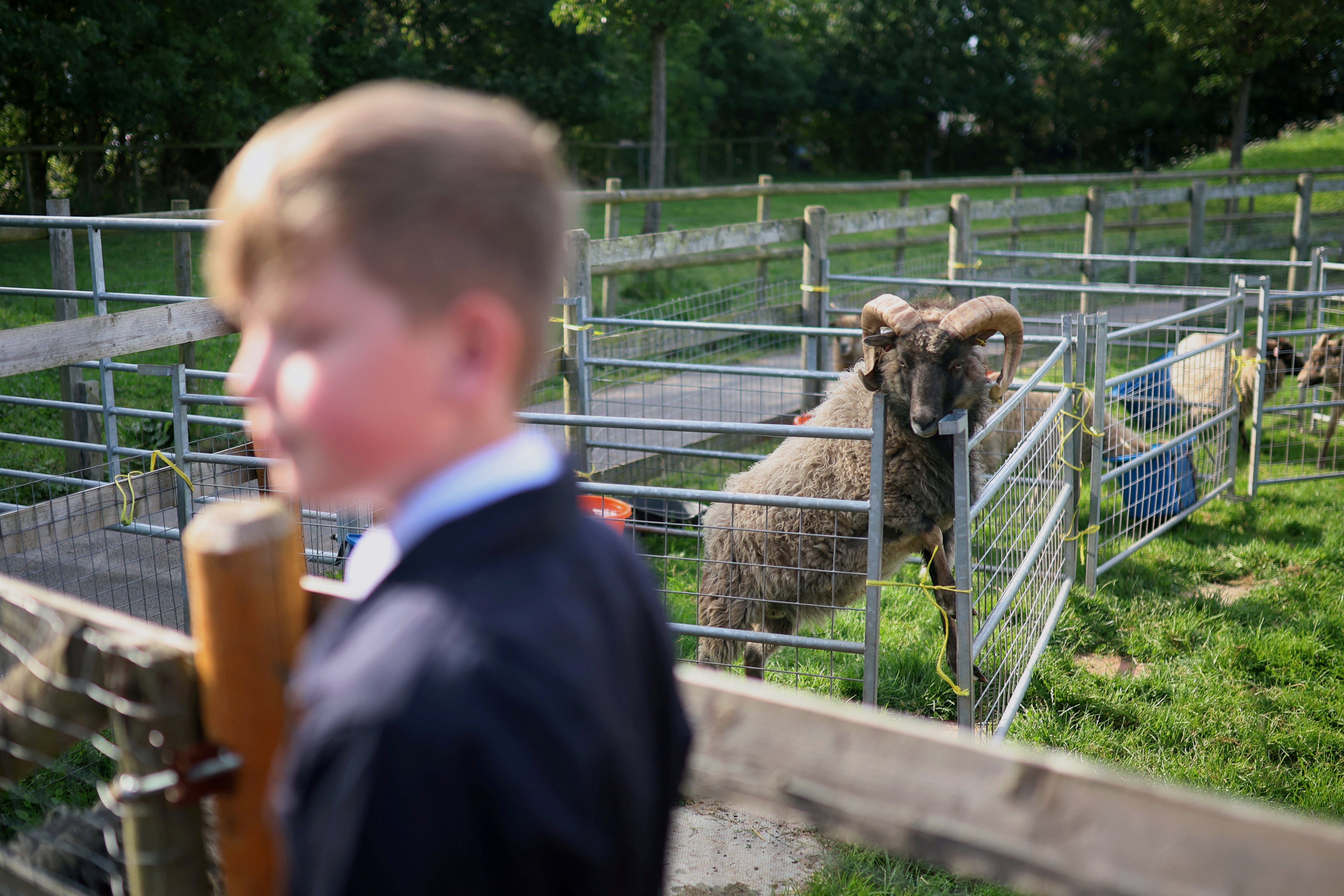 One of the school’s North Ronaldsay rams, Kevin, keeps an eye on student Oscar Hall as he carries out his chores