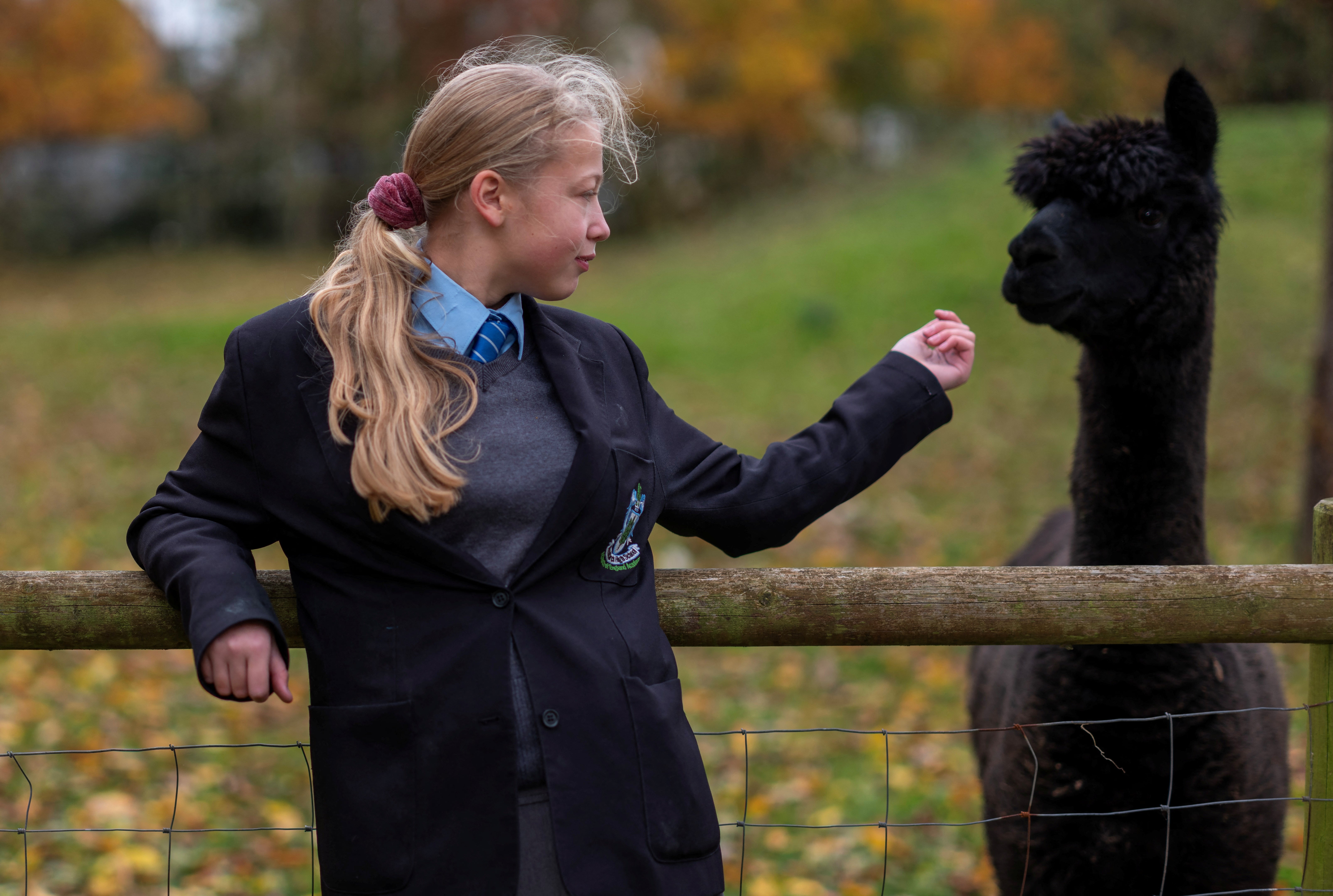 Pupil Ella-Rose Mitchinson, 14, interacts with Scout, one of the school’s alpacas, on the farm