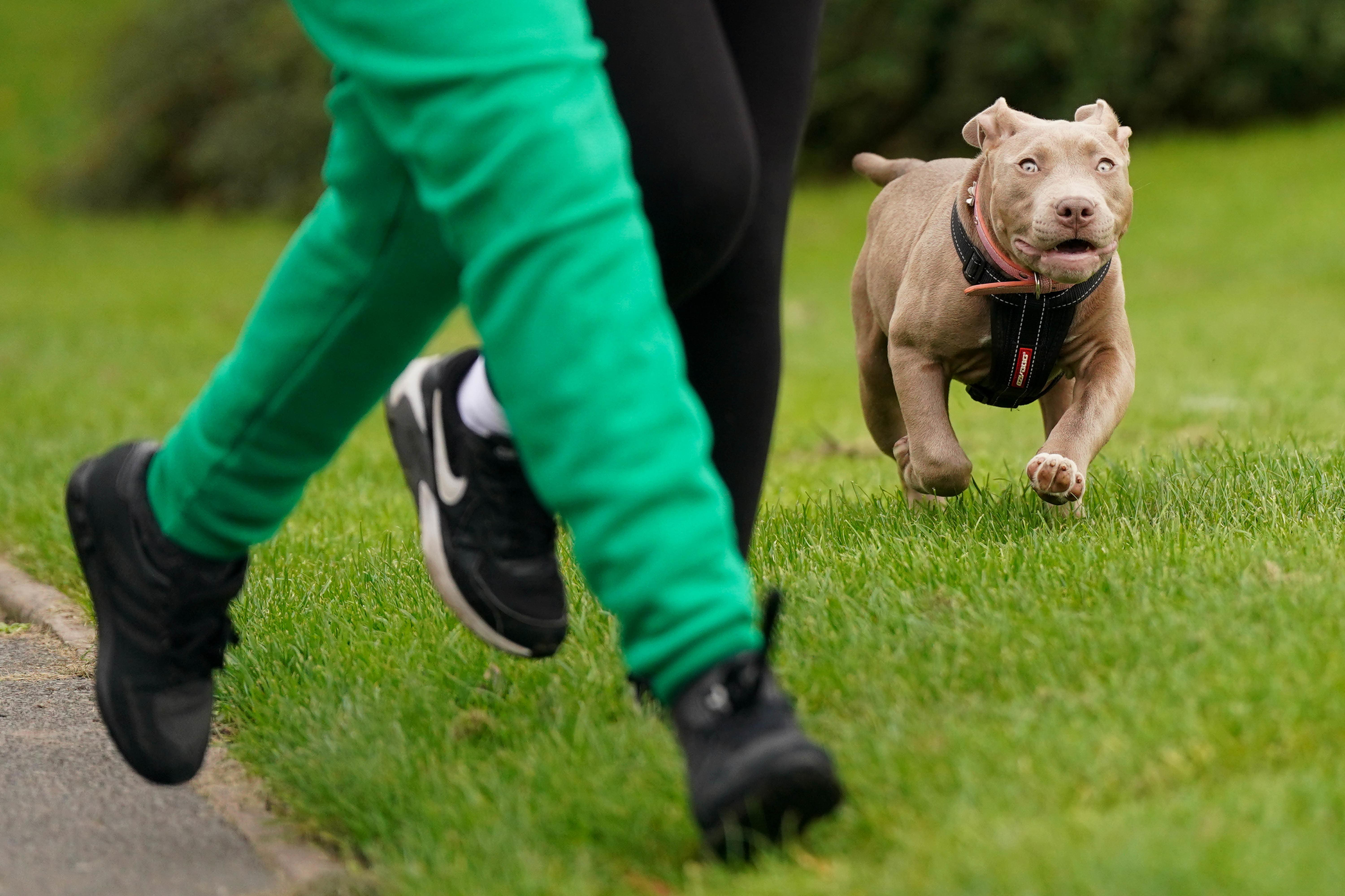 Humza Yousaf has said Scotland will not be a safe haven for the XL bully dogs banned in England and Wales (Jacob King/PA)