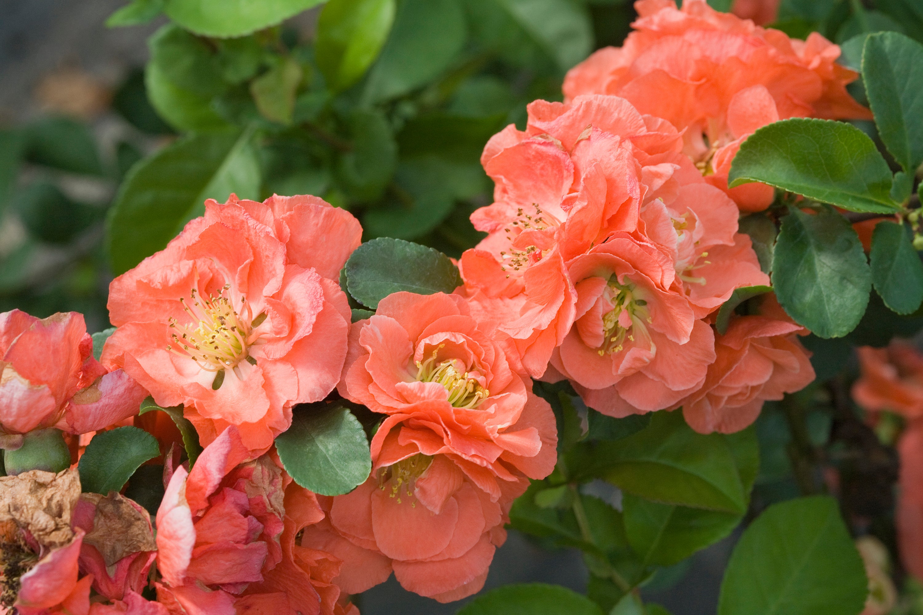 Gardening-Peachy Plants