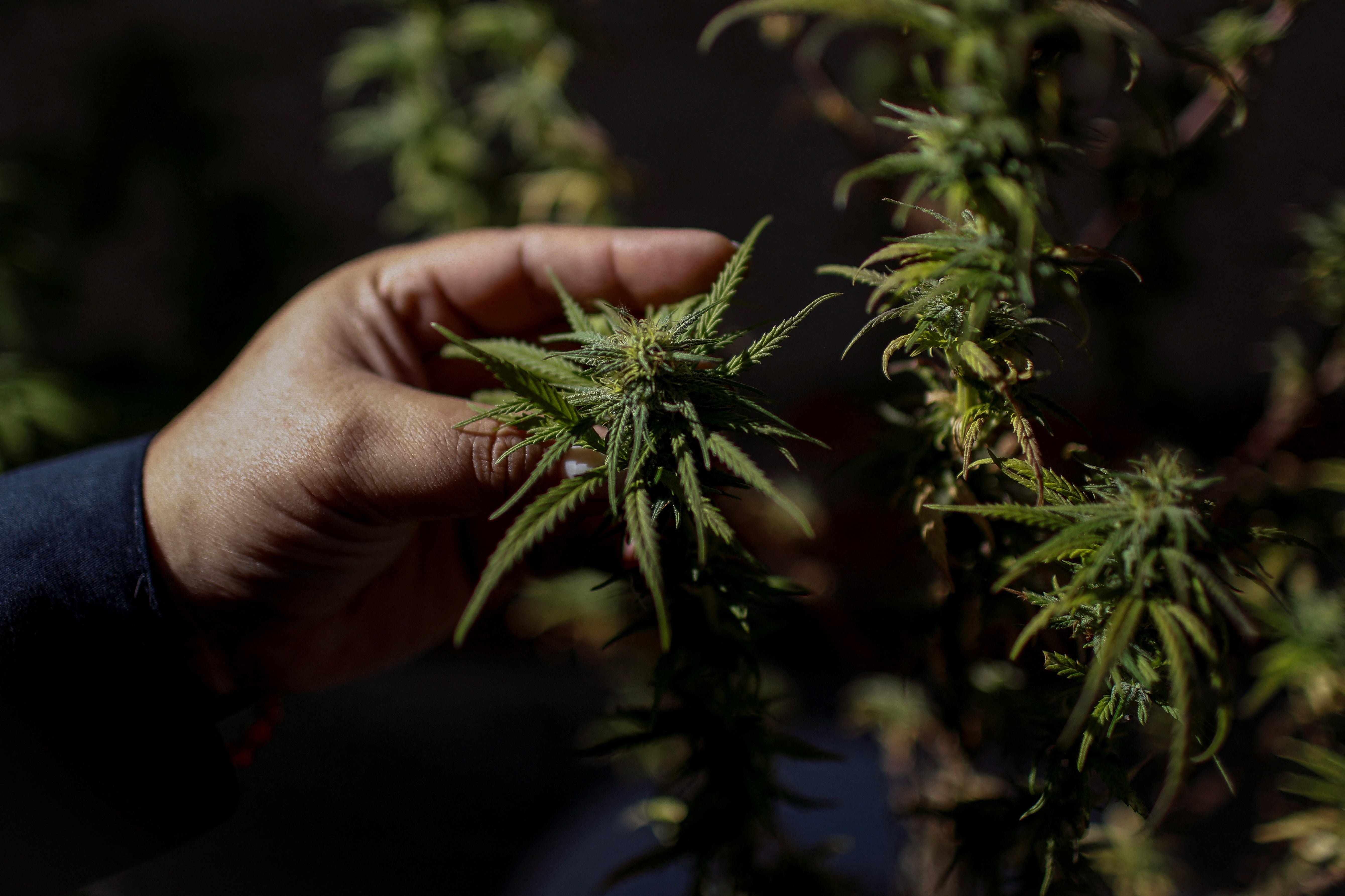 Sister Bernardet examines a cannabis plant