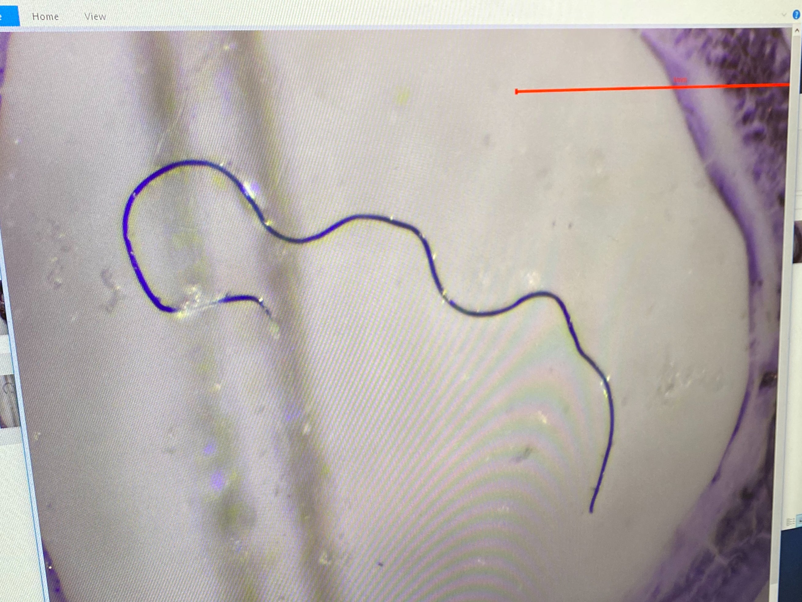 An image of a microplastic piece under the microscope