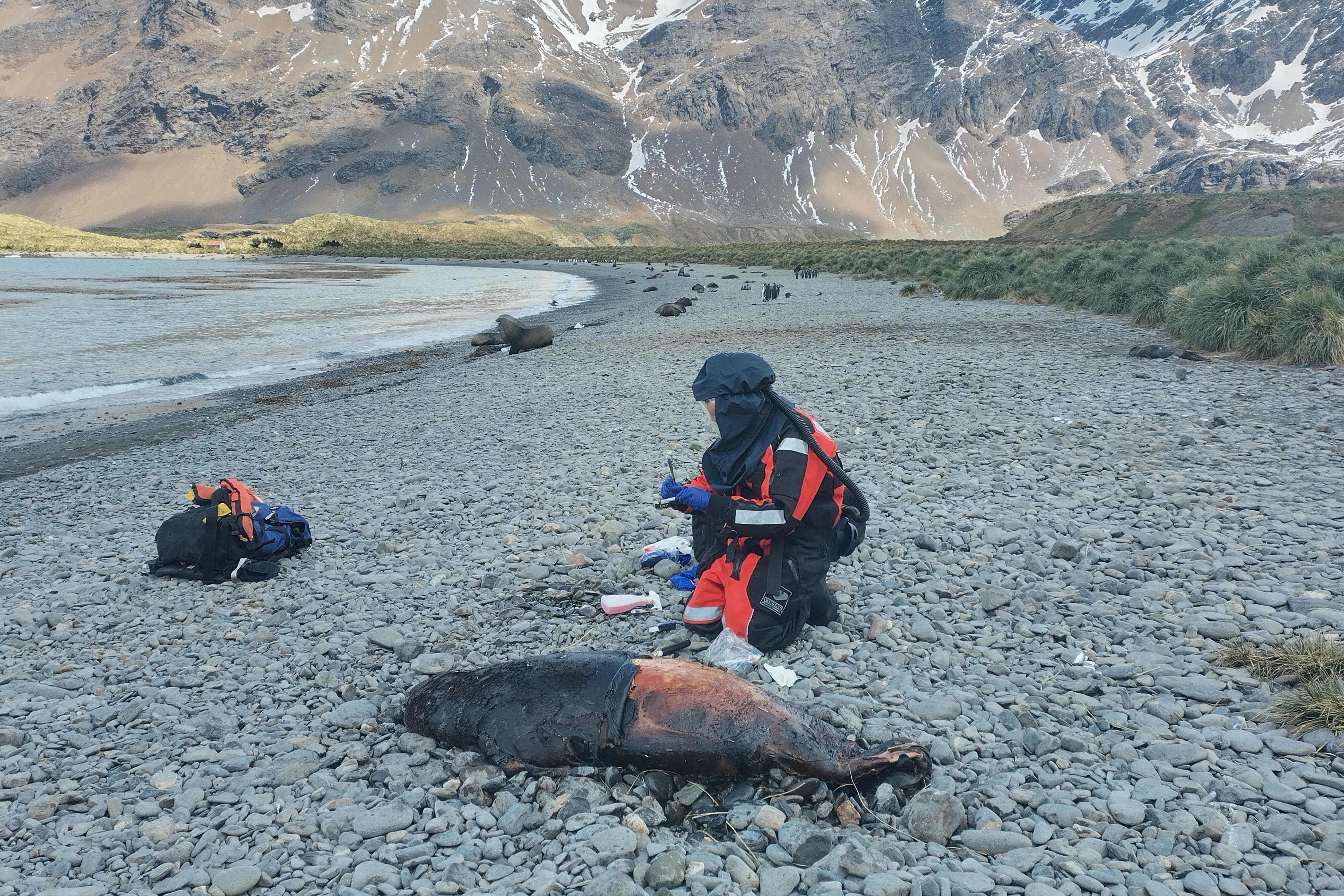 Bird flu has been found in elephant and fur seals near Antarctica in what are the region’s first cases of infected mammals