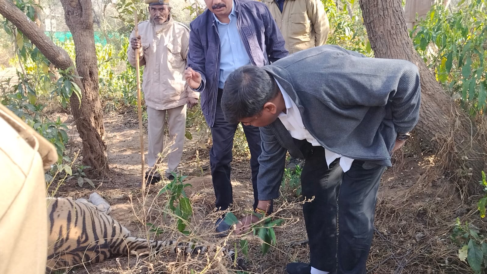 Officials in Sariska tiger reserve inspect the remains of ST-2 in India’s Rajasthan