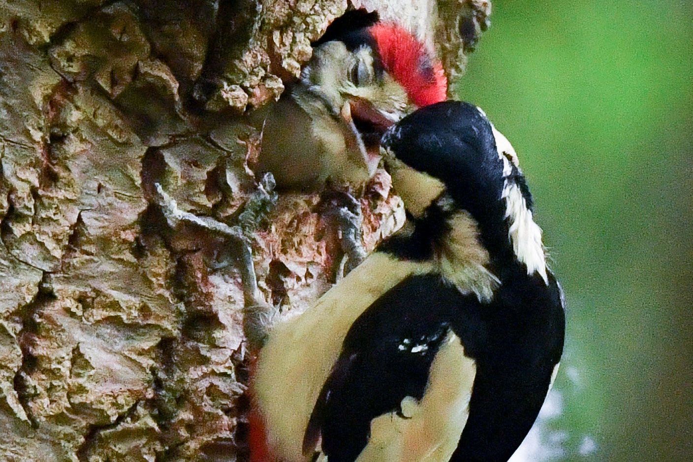 Researchers found climate change favours common species (Ben Birchall/PA)