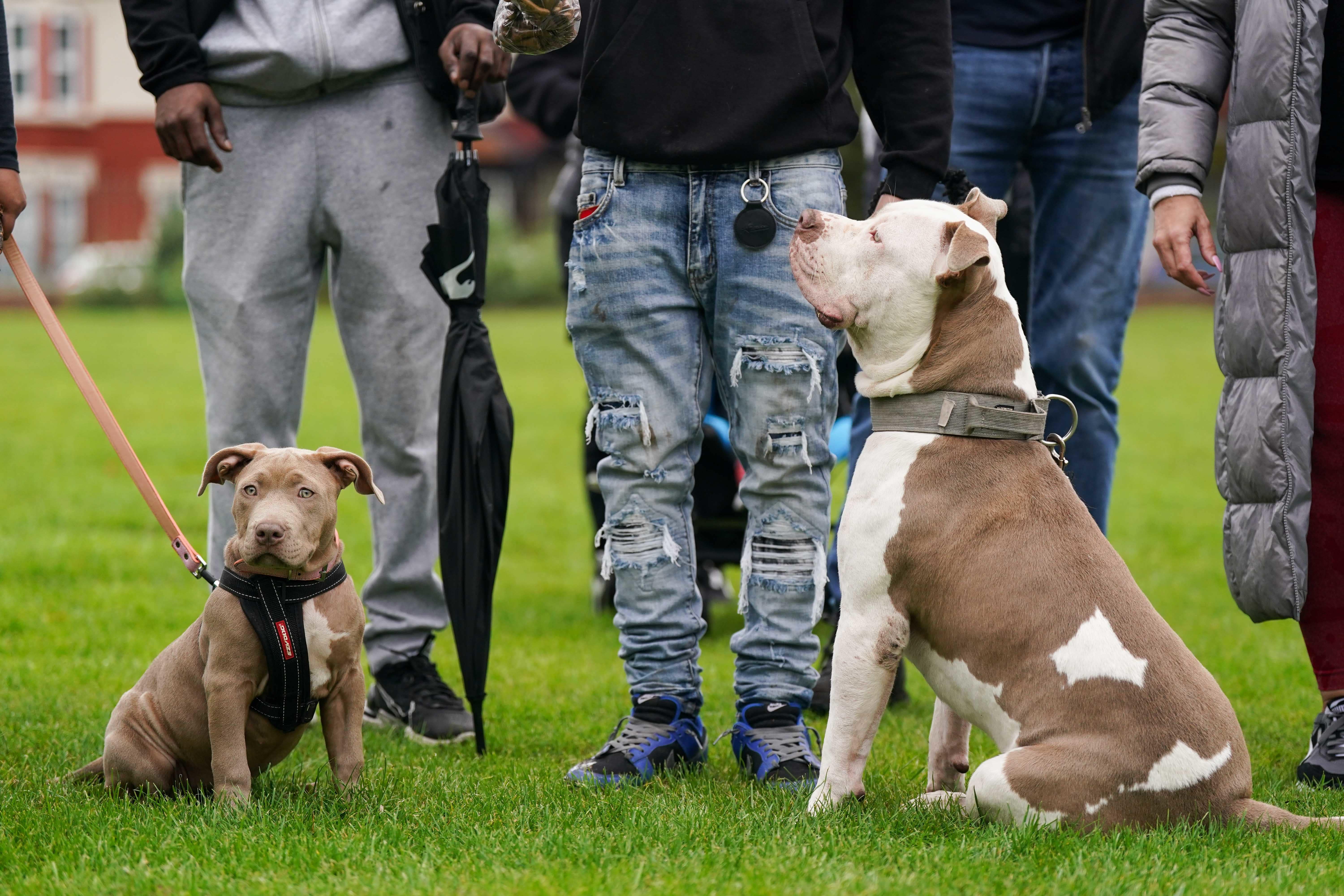 The dogs are already subject to conditions in England and Wales (Jacob King/PA)