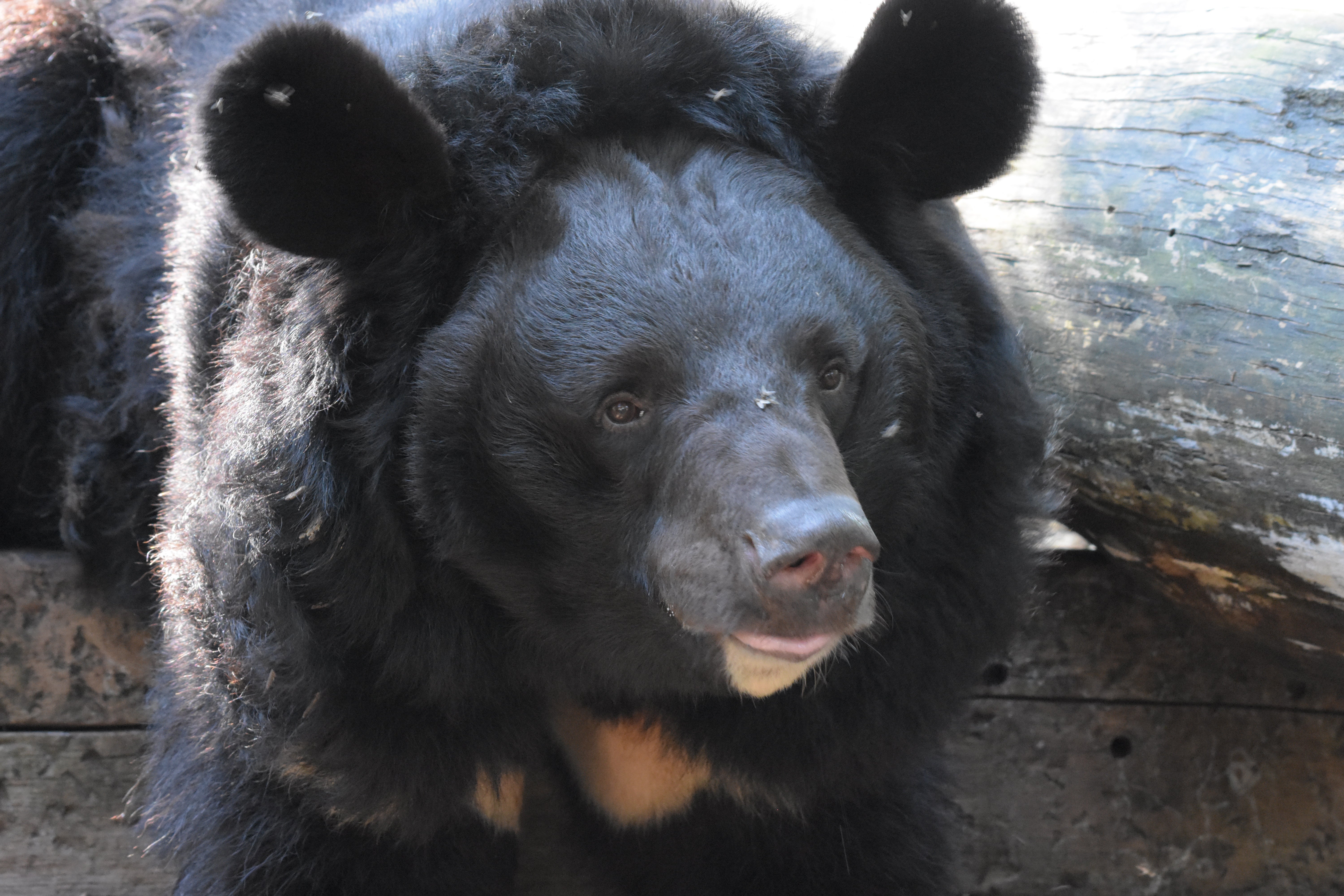 Asiatic black bear named Yampil who was rescued from the village of Yampil in Ukraine