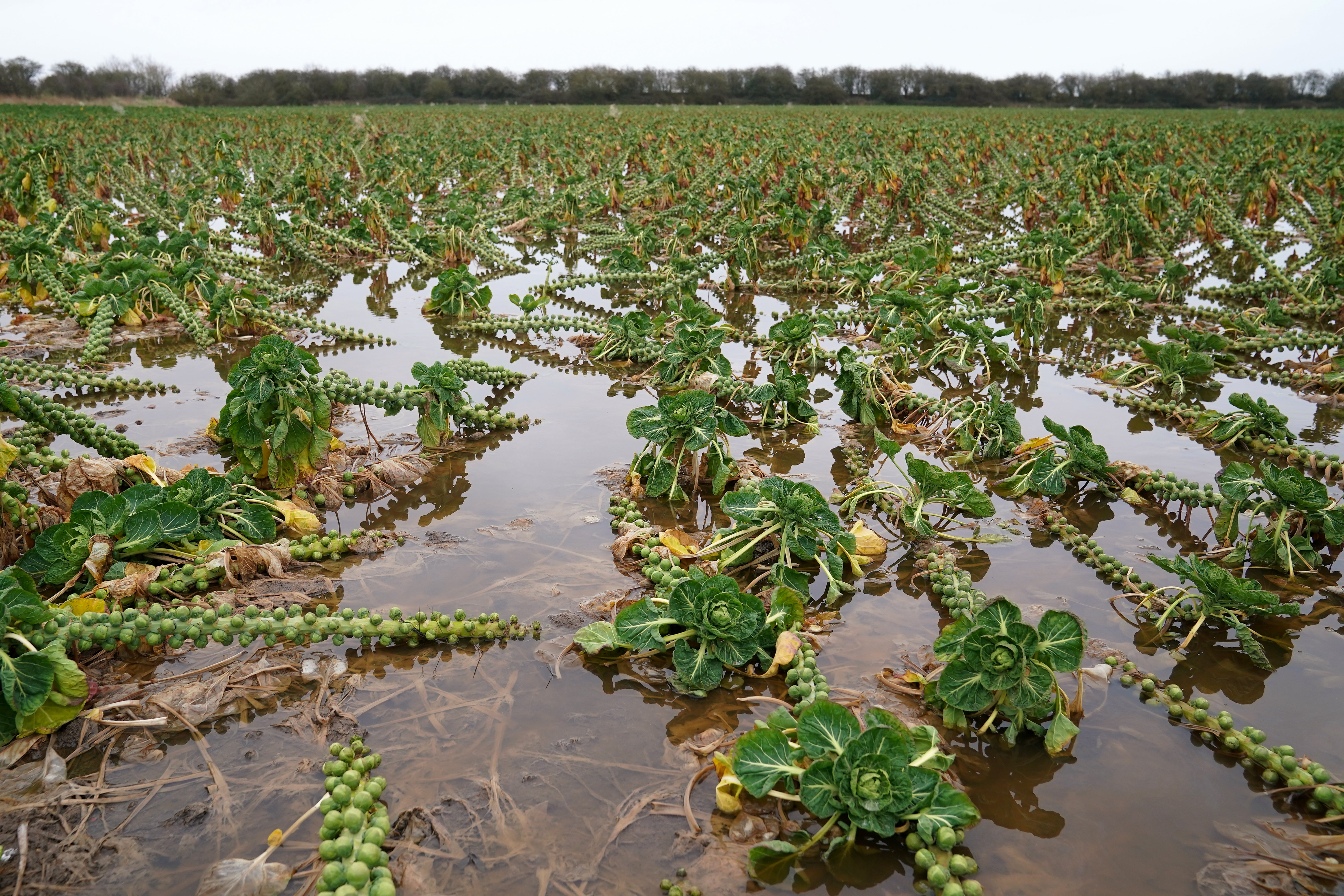 A flooded field of brussels sprouts at TH Clements and Son Ltd near Boston, Lincolnshire