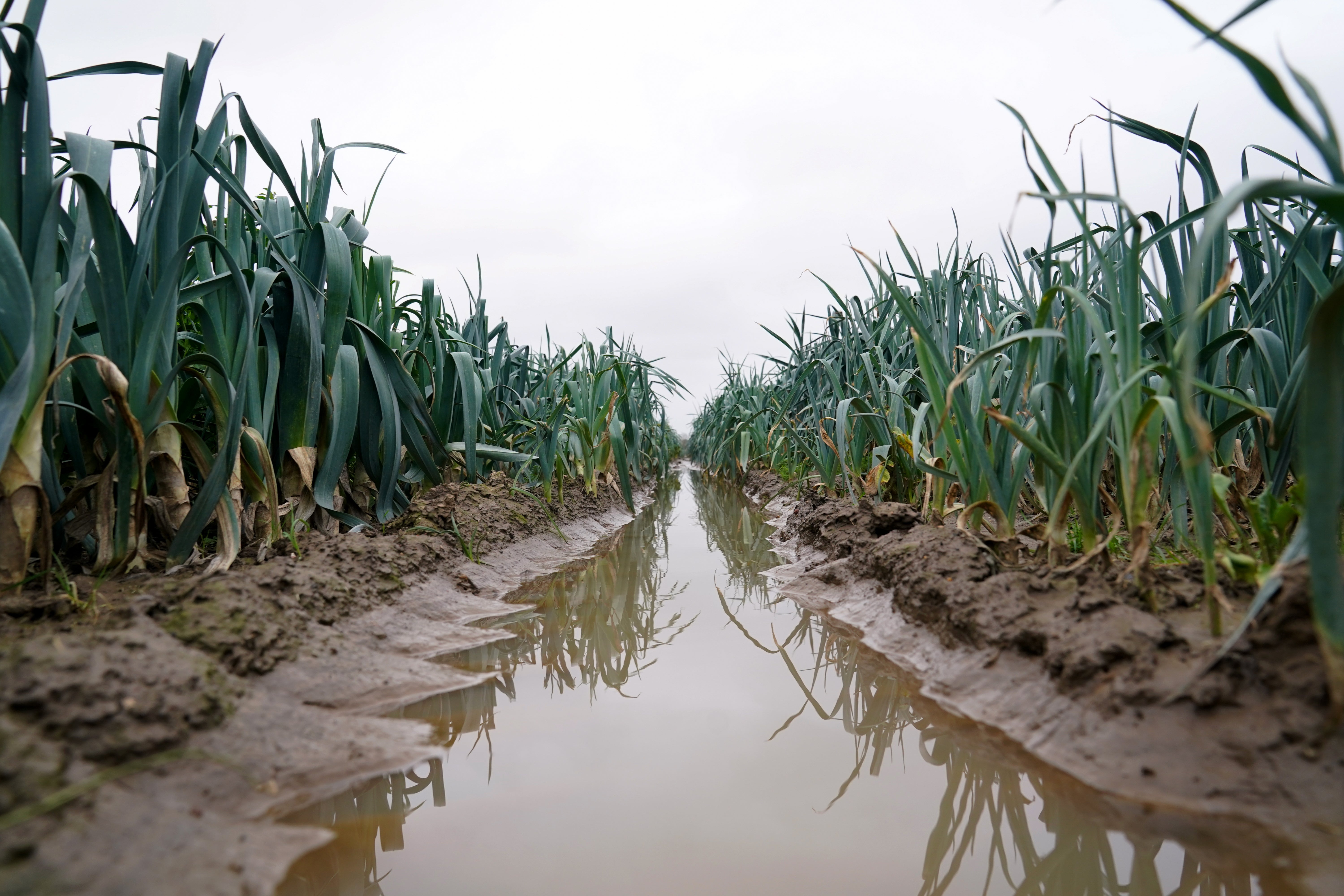 Leeks growing in a flooded field at TH Clements and Son Ltd near Boston, Lincolnshire