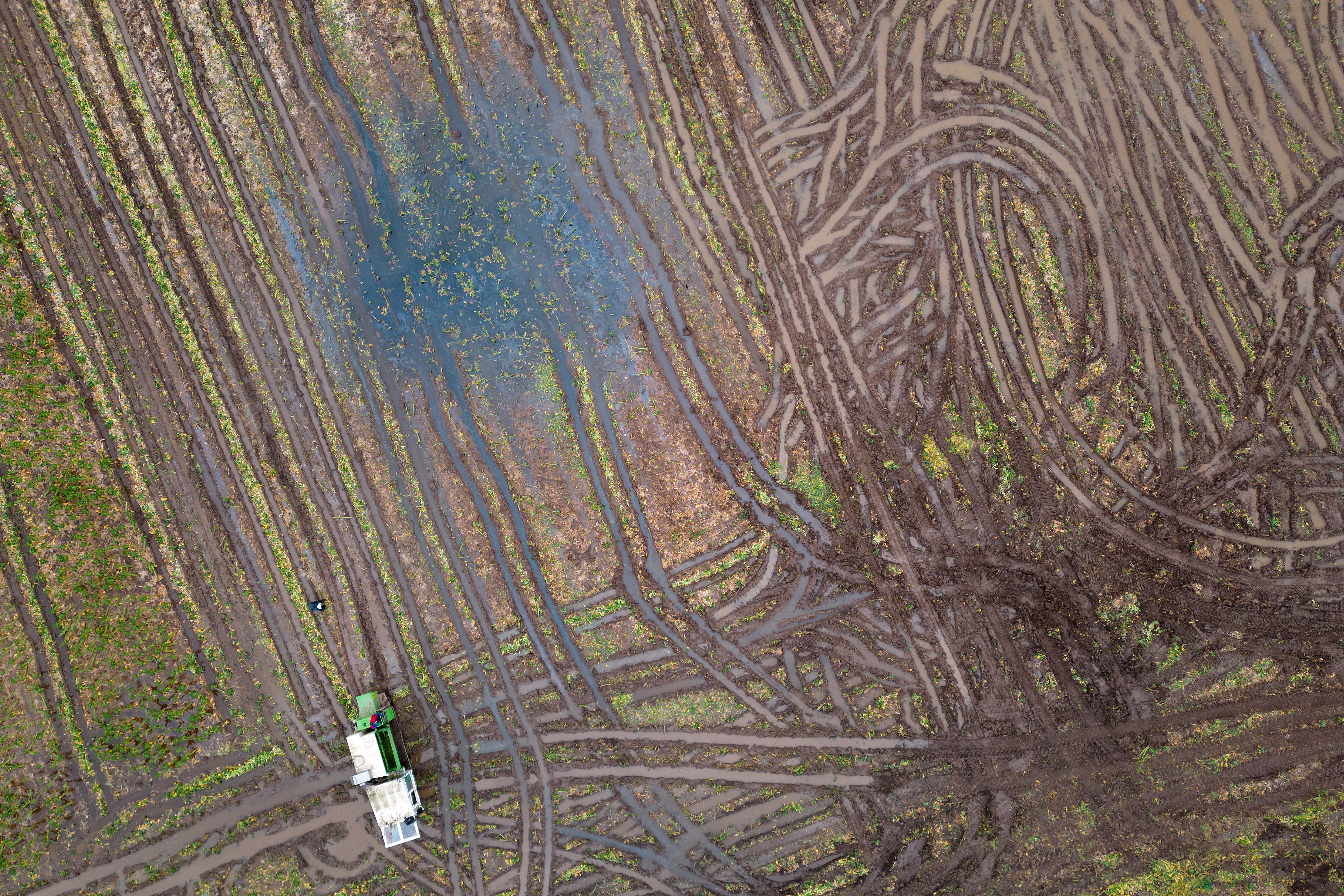 Brussels sprouts are harvested in a flooded field at TH Clements and Son Ltd near Boston, Lincolnshire