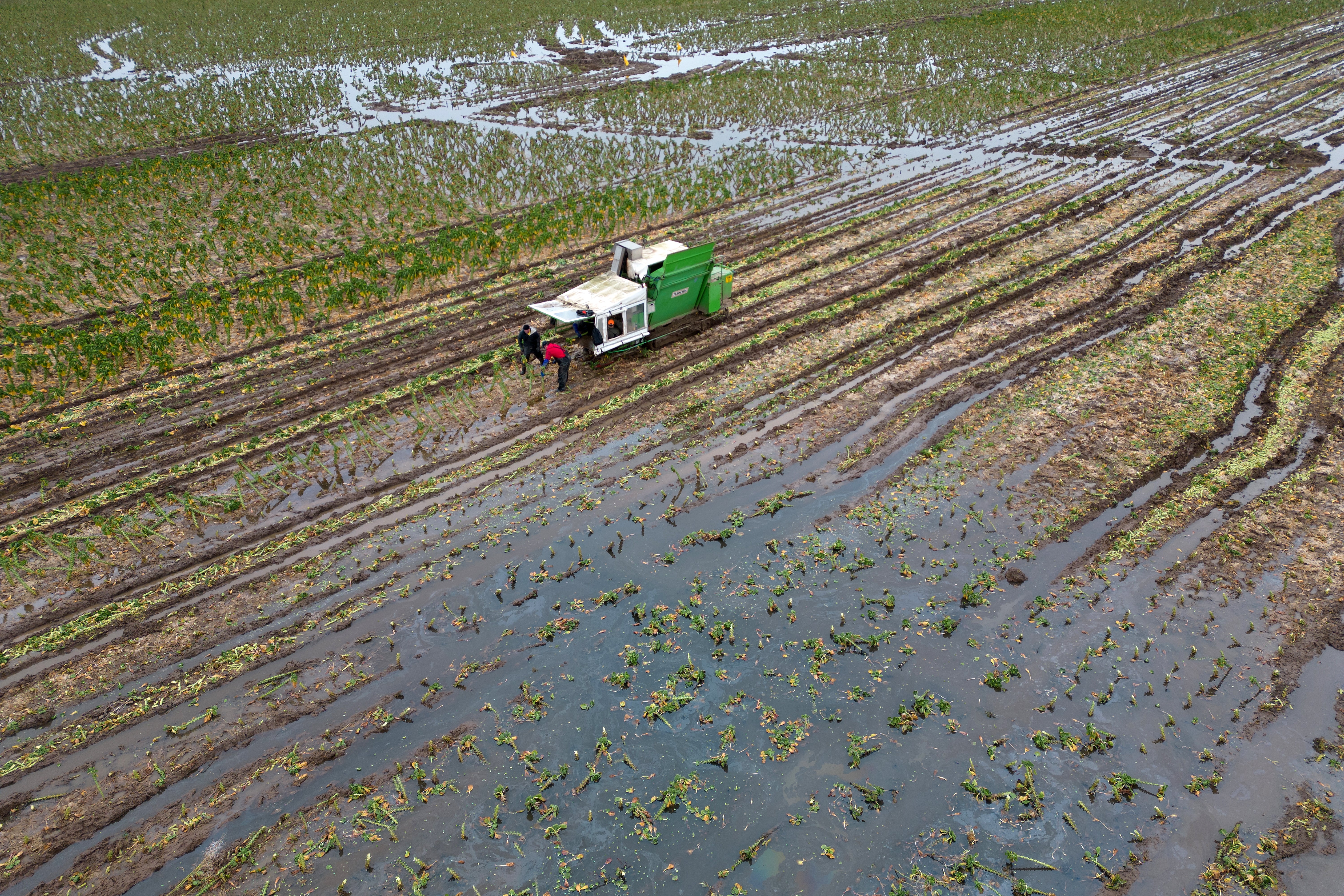 Brussels sprouts are harvested in a flooded field at TH Clements and Son Ltd near Boston, Lincolnshire