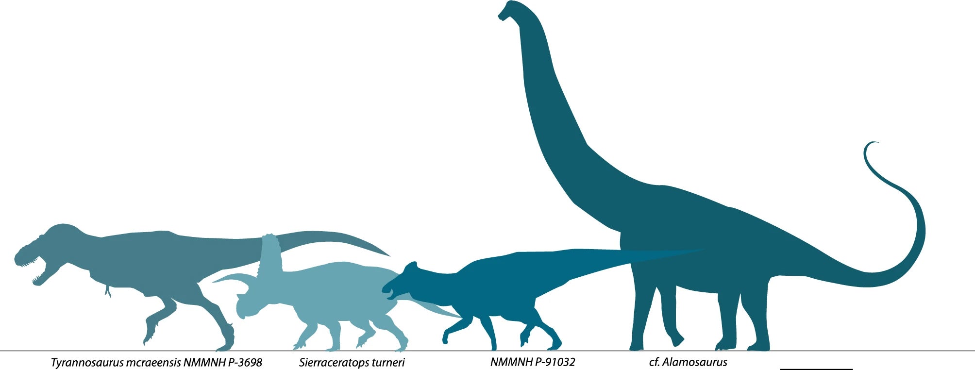 Based on the location of other fossil finds that have previously been dated to between 66 and 75 million years ago, the researchers suggest T mcraeensis may have lived between 71 and 73 million years ago