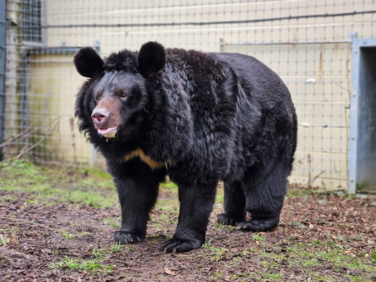 Britain Ukraine War Bear Refugee