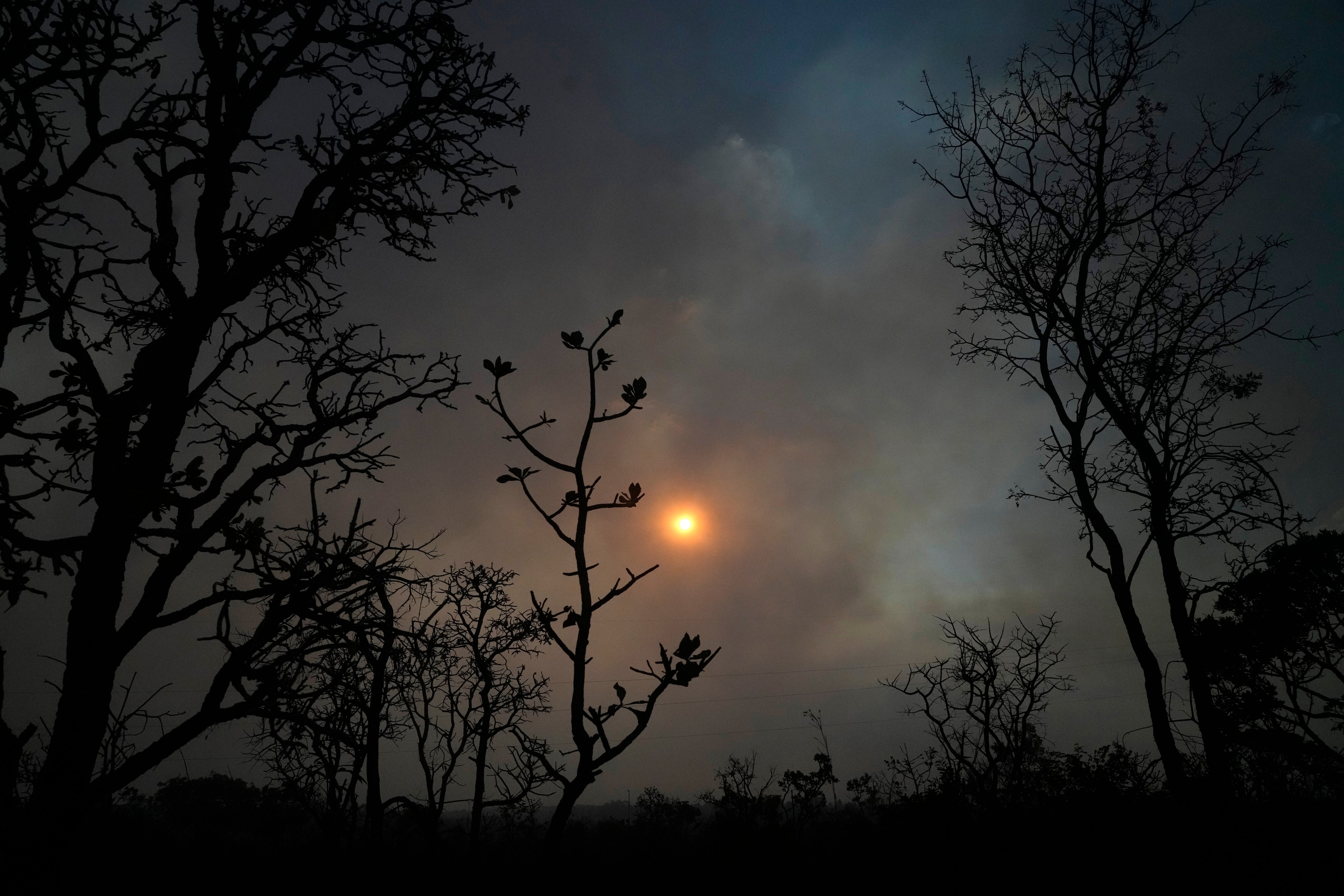 Brazil Cerrado Deforestation