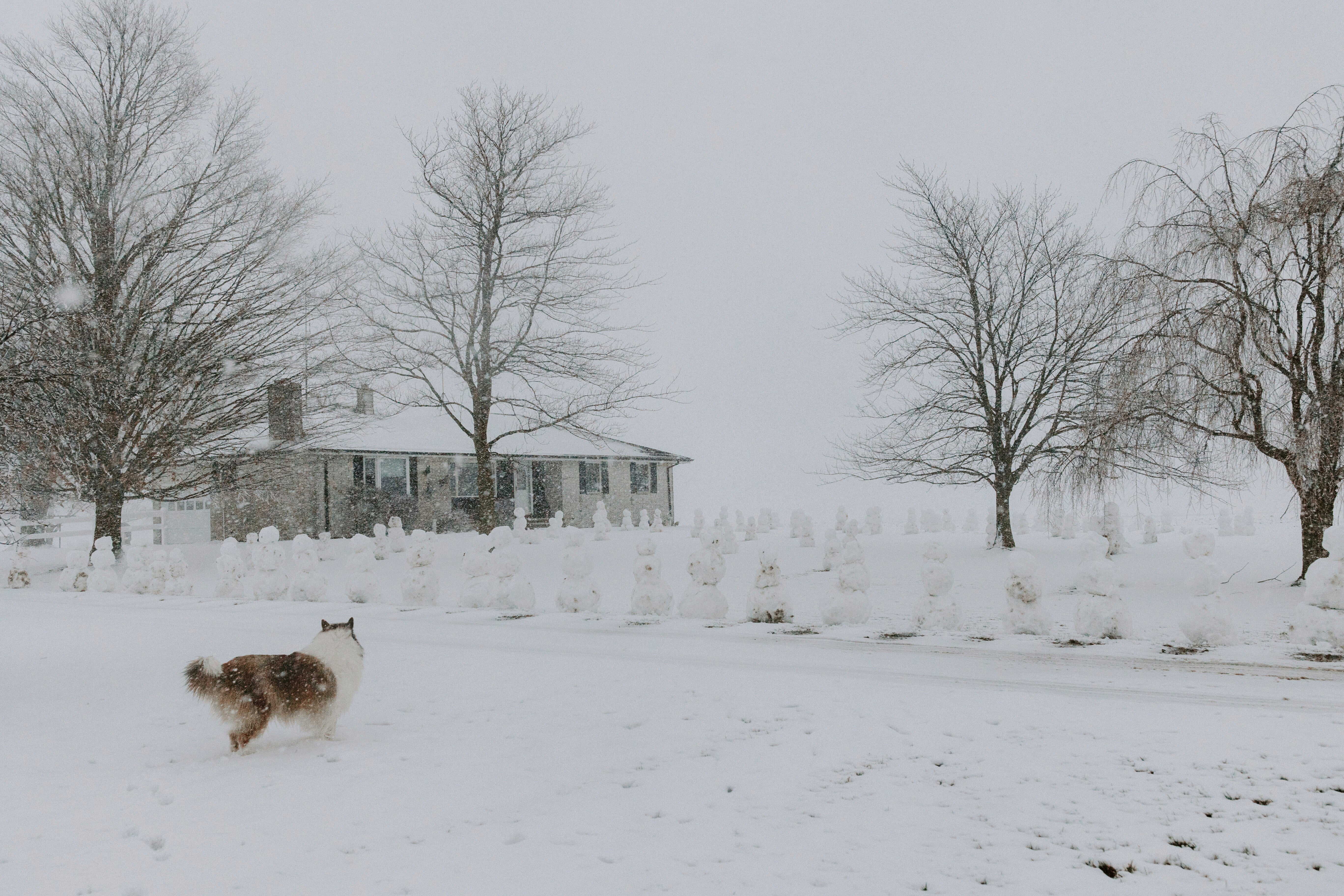 In this photo provided by Madison McKinney, 95 snowmen are displayed in the front yard of Philip Spitzley’s home after a snowstorm in Lake Odessa, Michigan