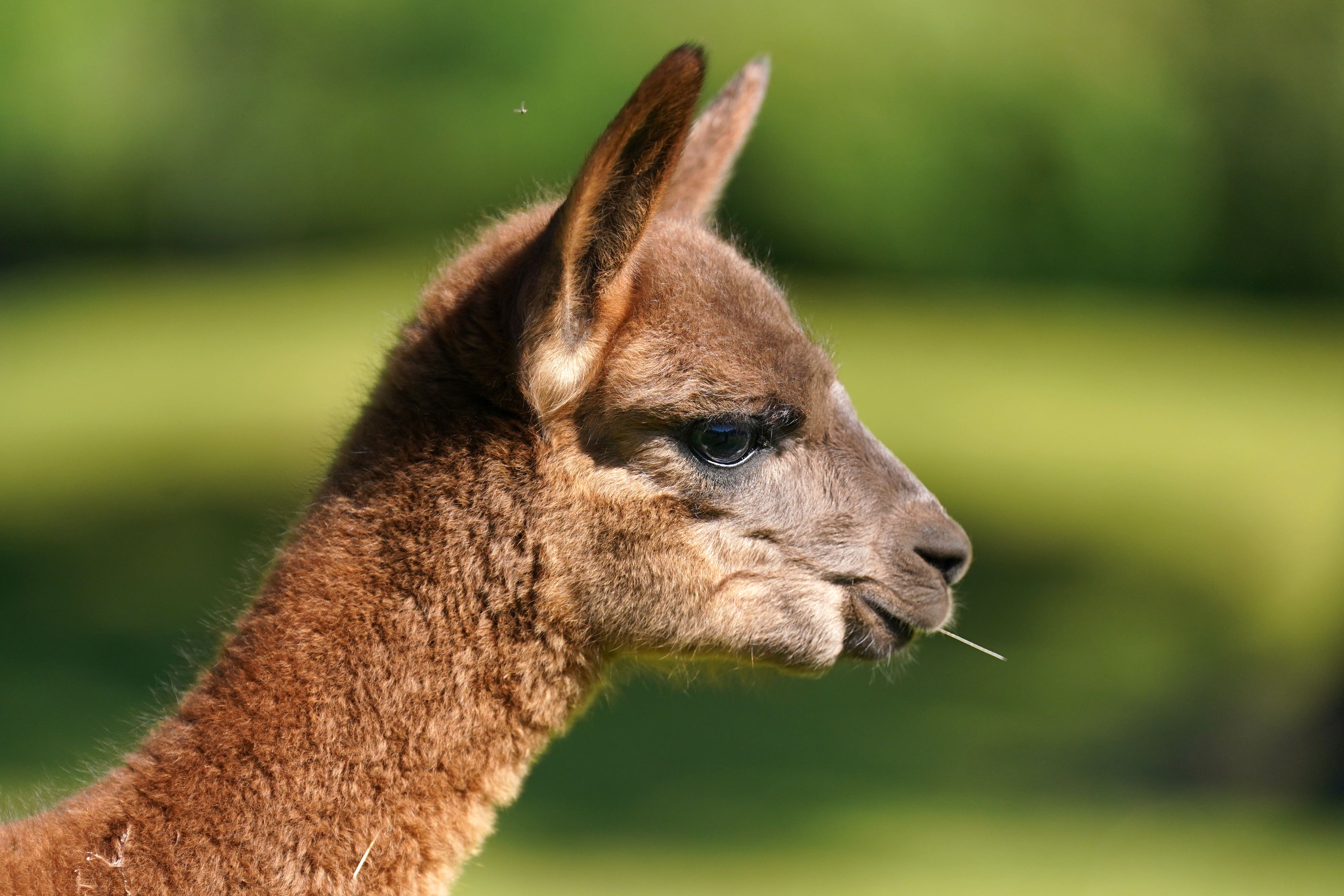 A baby alpaca (PA)