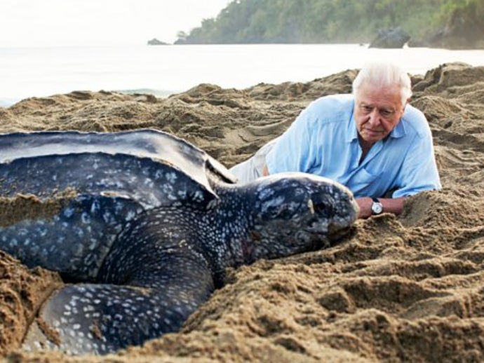 David Attenborough’s best TV moments of all time  ahead of 100th birthday celebration