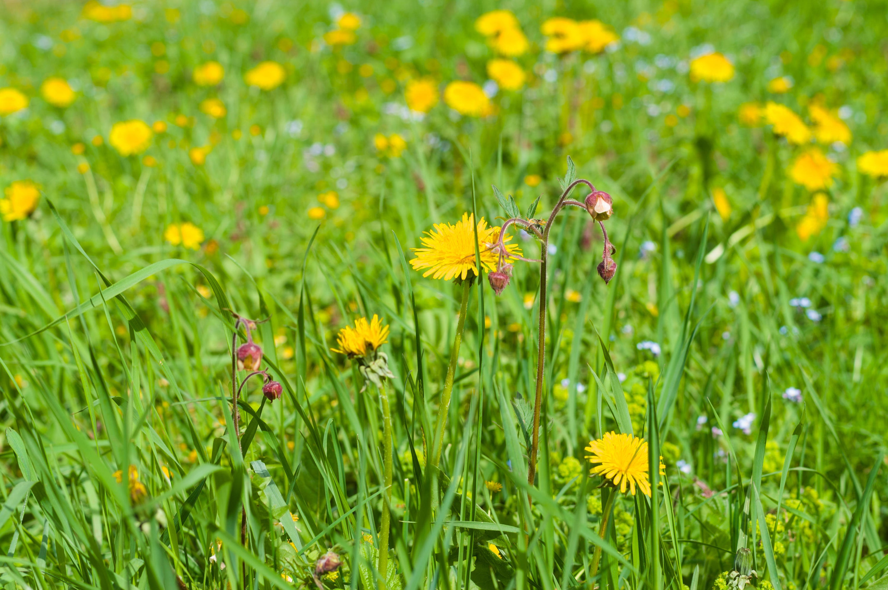 Wildflowers on a lawn