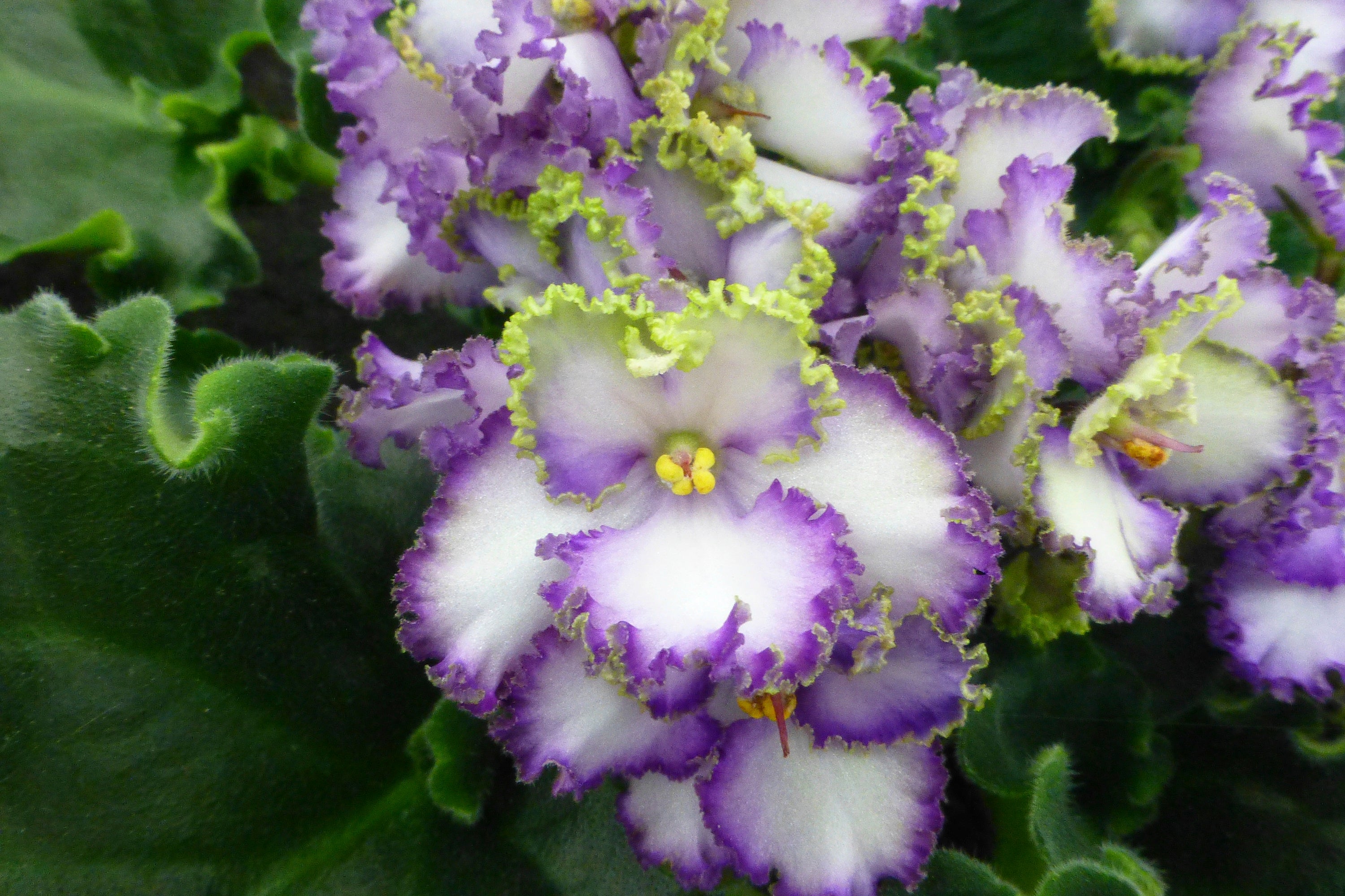 Gardening-African Violets