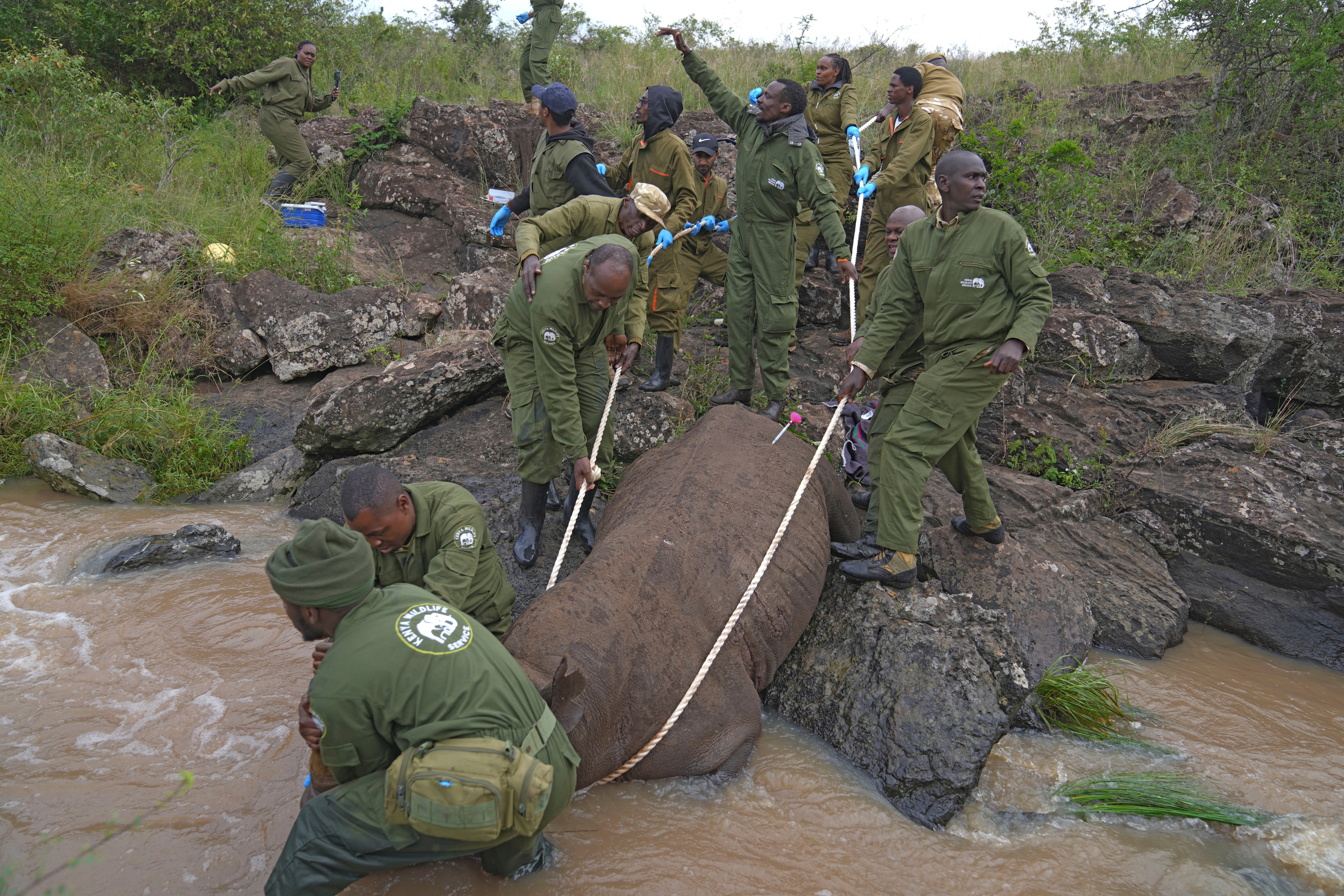 Kenya Relocating Rhinos