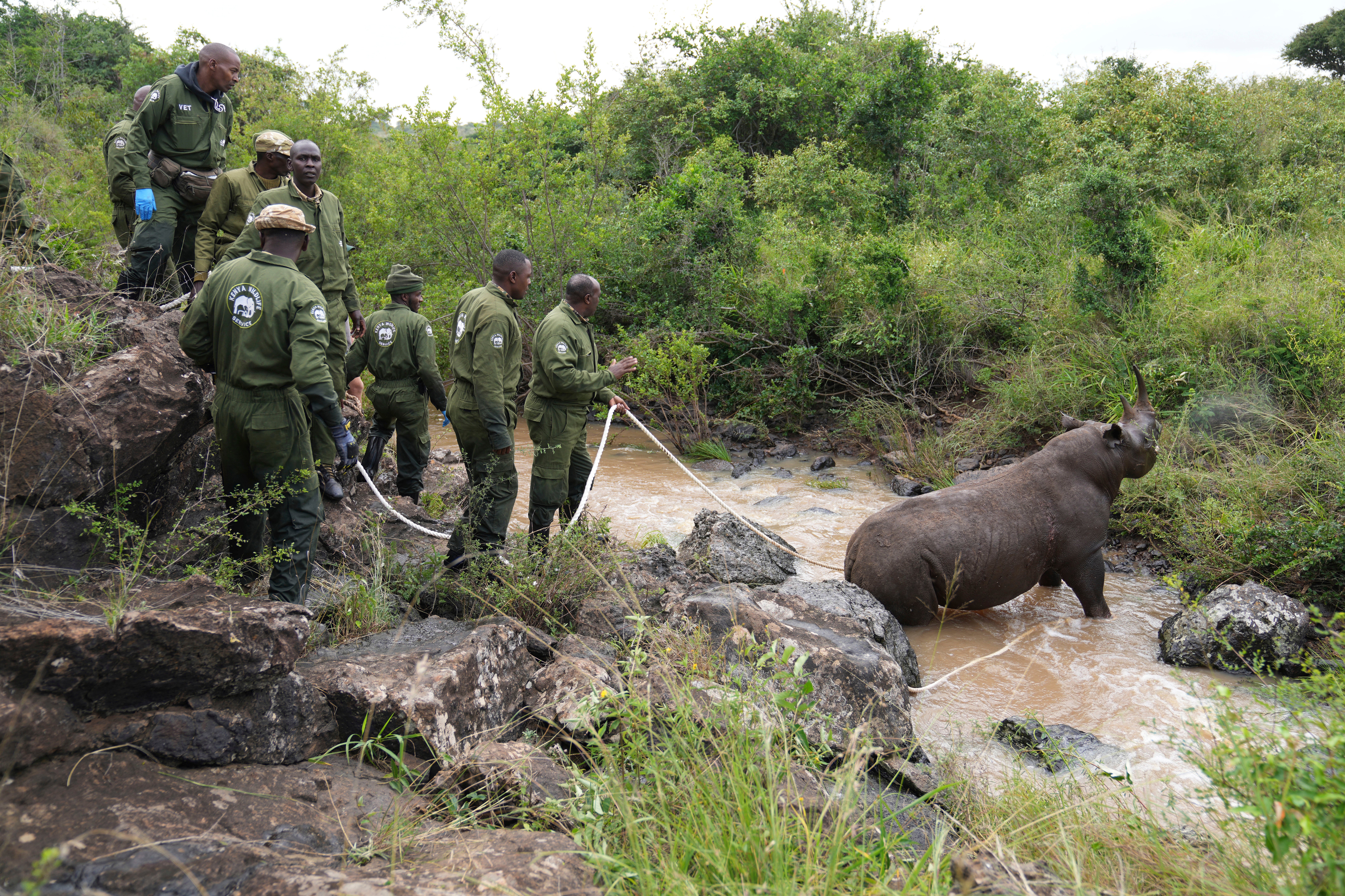 Kenya Relocating Rhinos