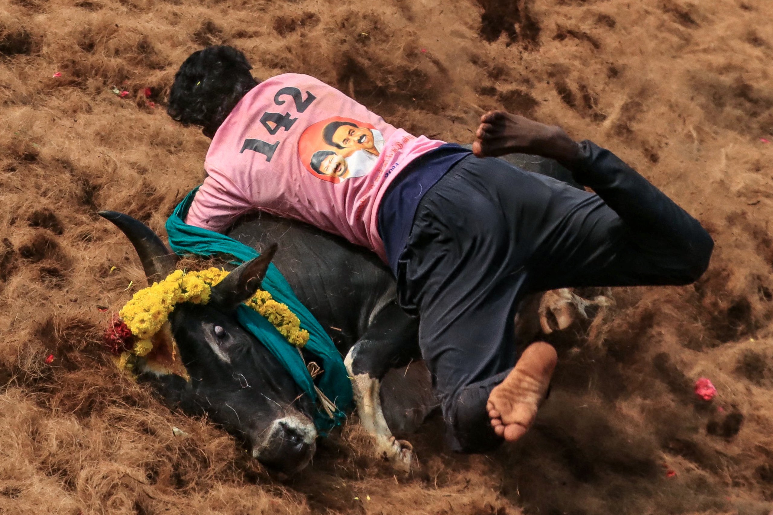 File: A participant tries to control a bull during an annual bull-taming festival 'Jallikattu' in Palamedu village on the outskirts of Madurai on 16 January 2024