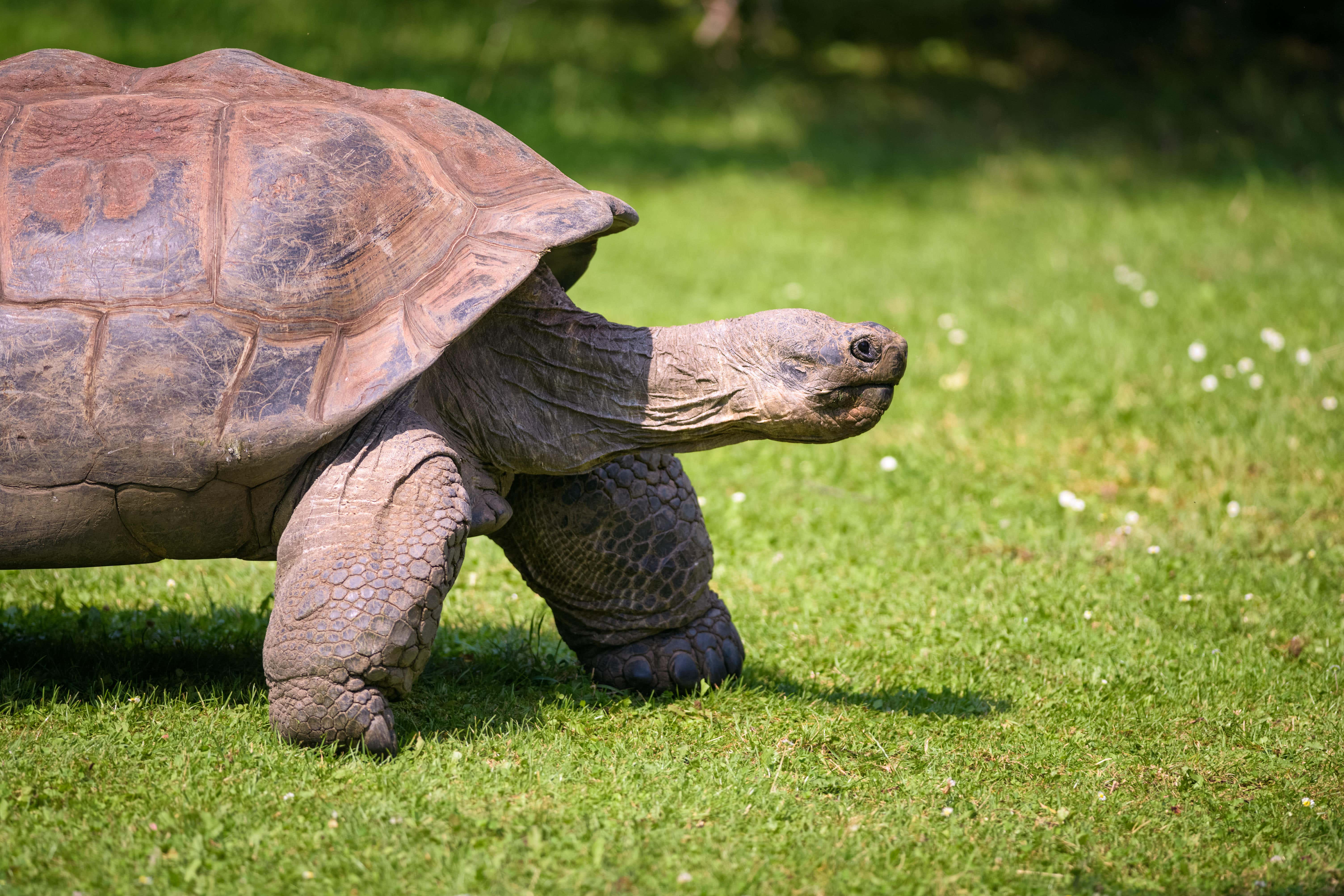 Two of the tortoises were found on January 8, and another five were found nearby days later (Alamy/PA)