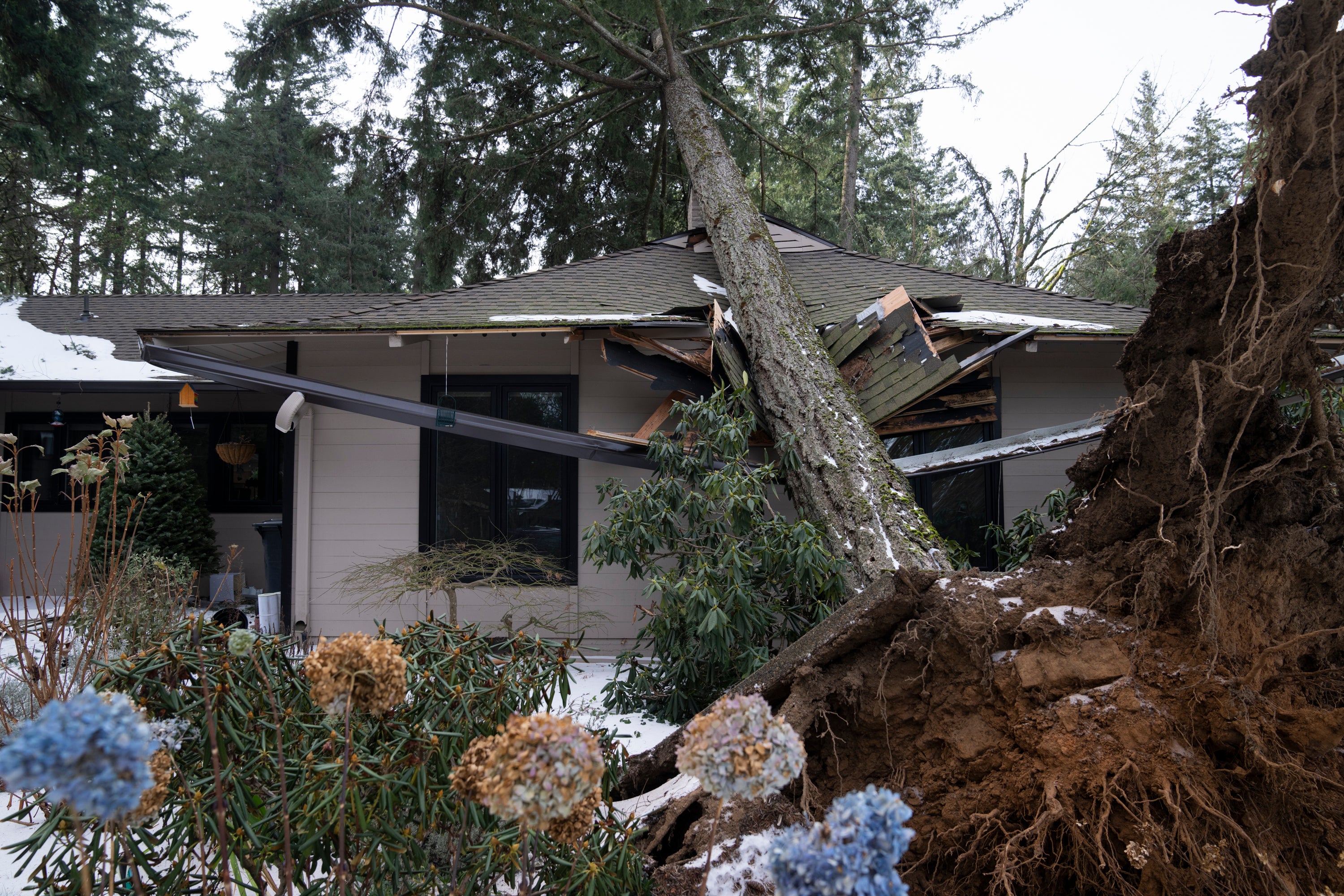 A downed tree rests on top of a house in Lake Oswego, Oregon on 16 January 2024.