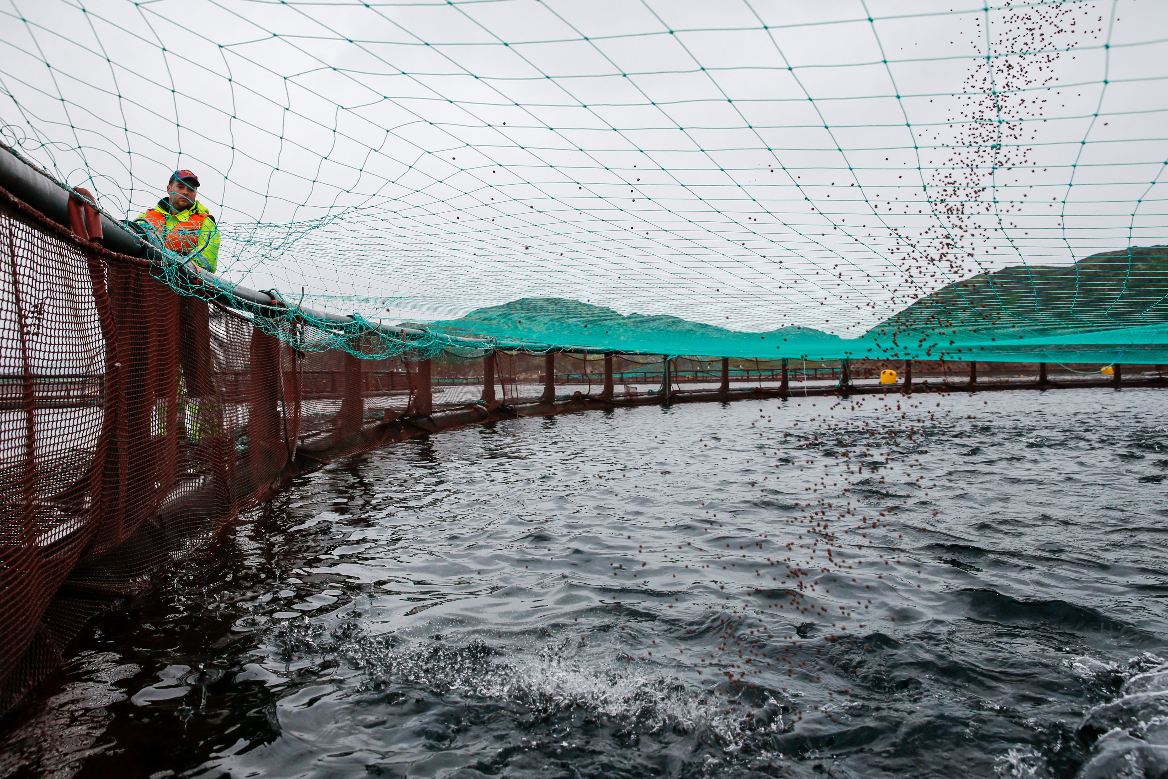 Russian fish farming company Russian Aquaculture’s salmon and trout farm operating in Ura Bay in the Barents Sea n 2017